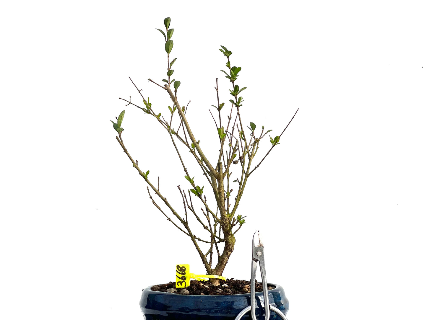 Ligustrum Ibota 3668