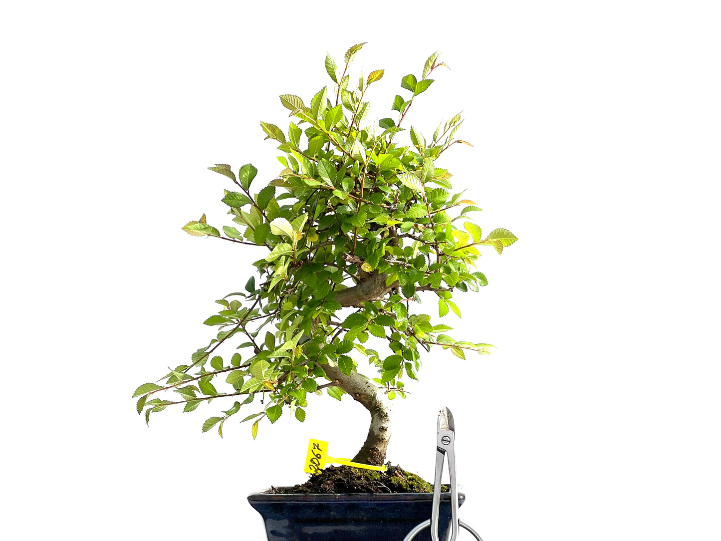 Ulmus Parvifolia 2067
