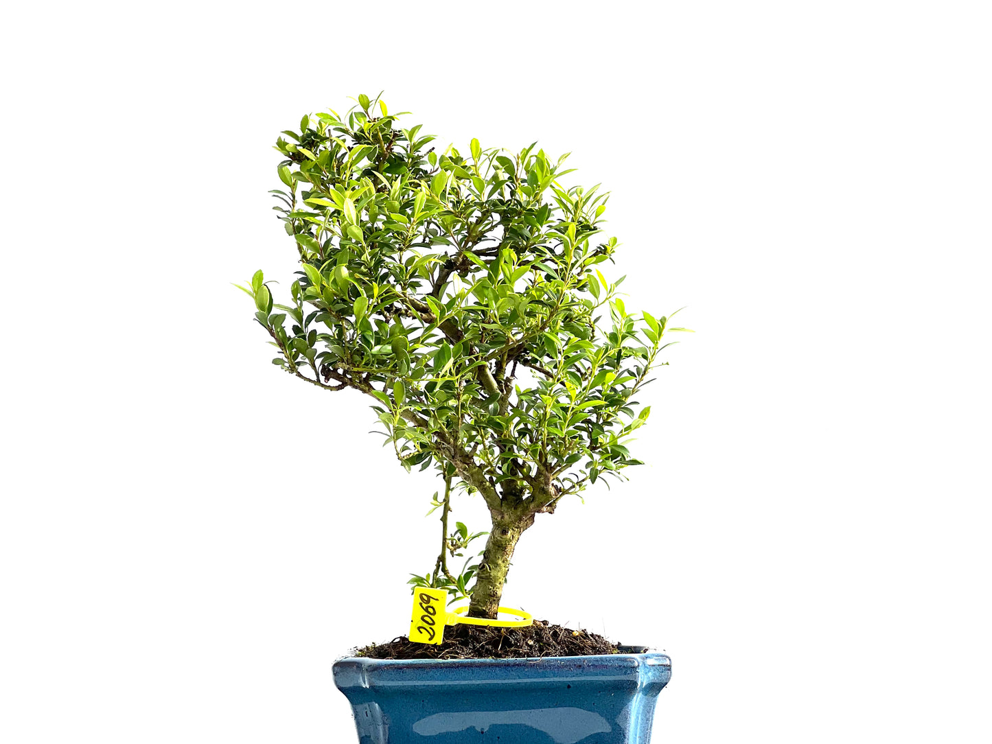 Ilex Microphylla 2069