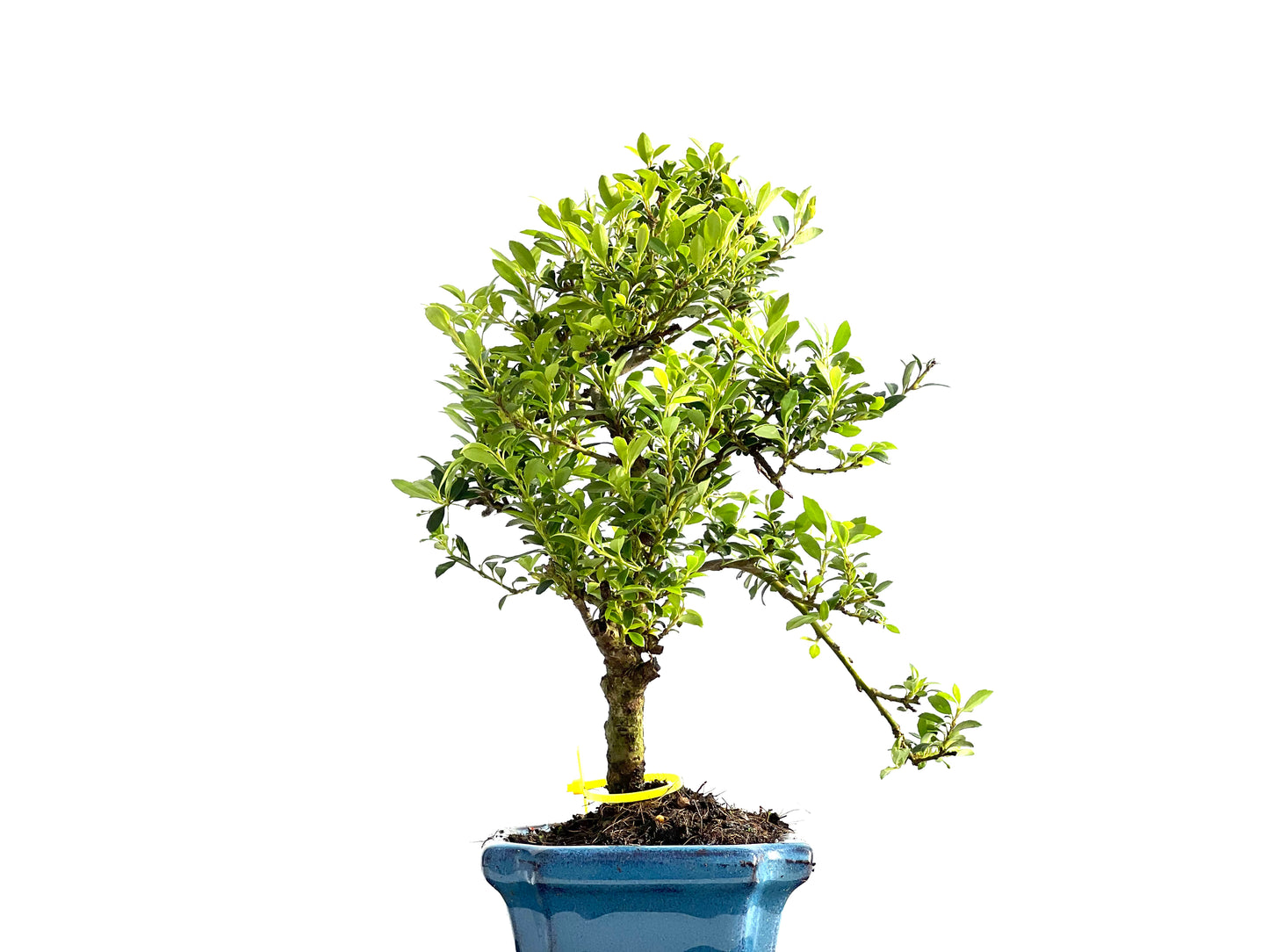 Ilex Microphylla 2069