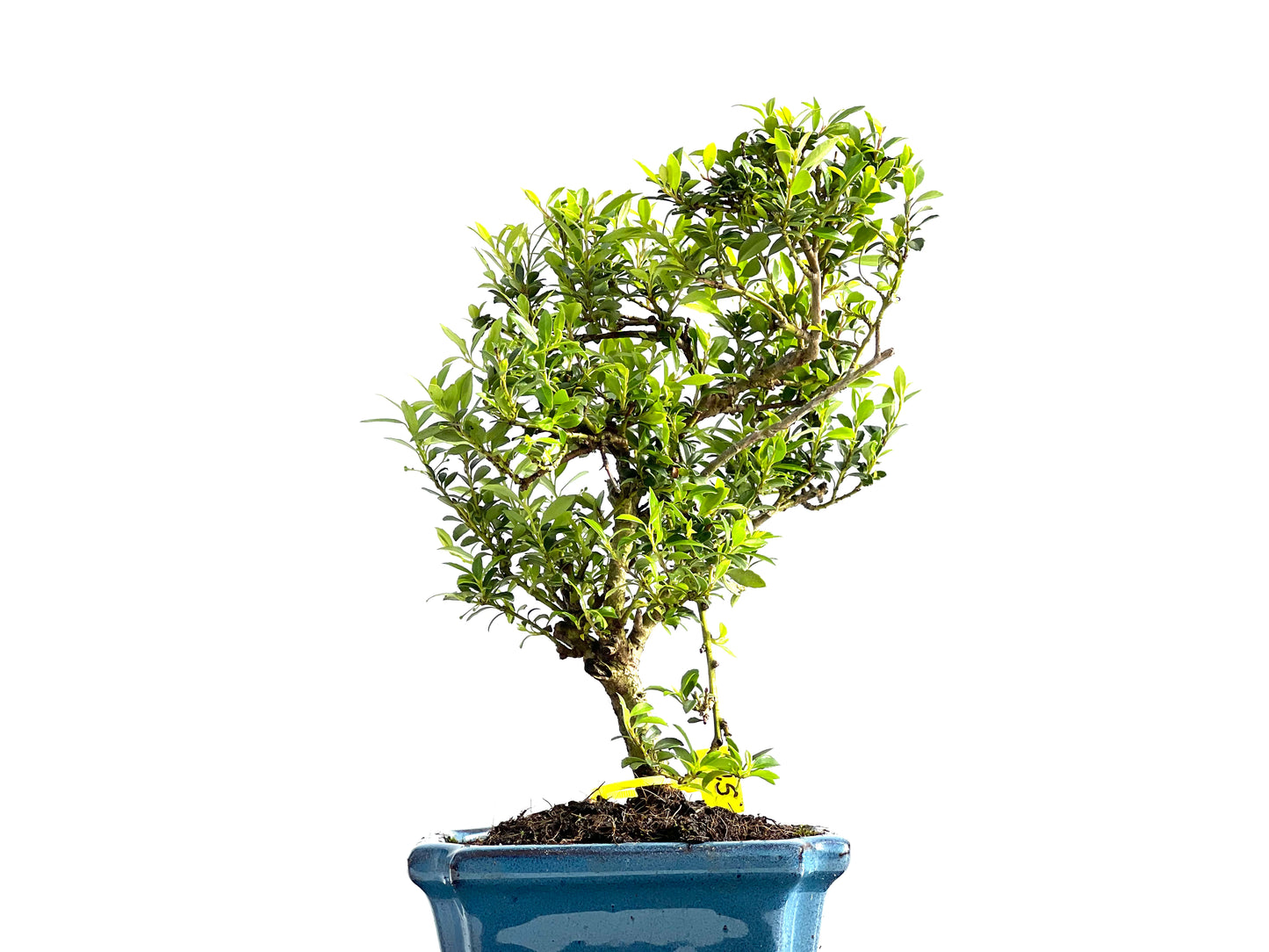 Ilex Microphylla 2069