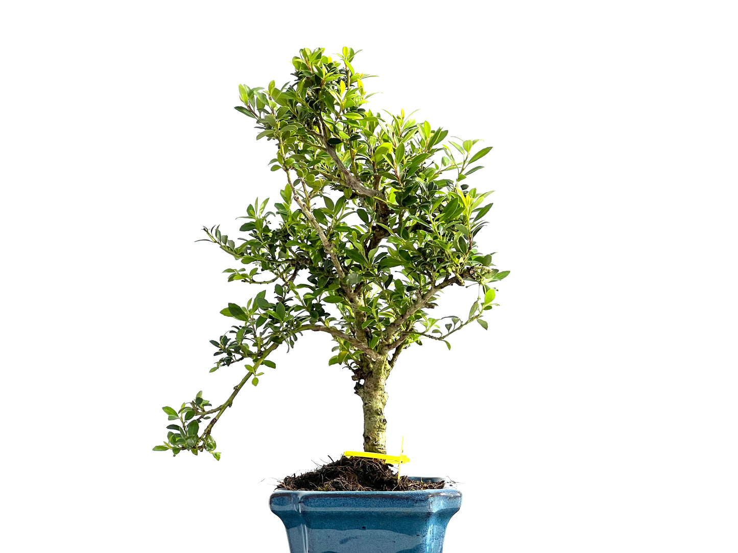 Ilex Microphylla 2069