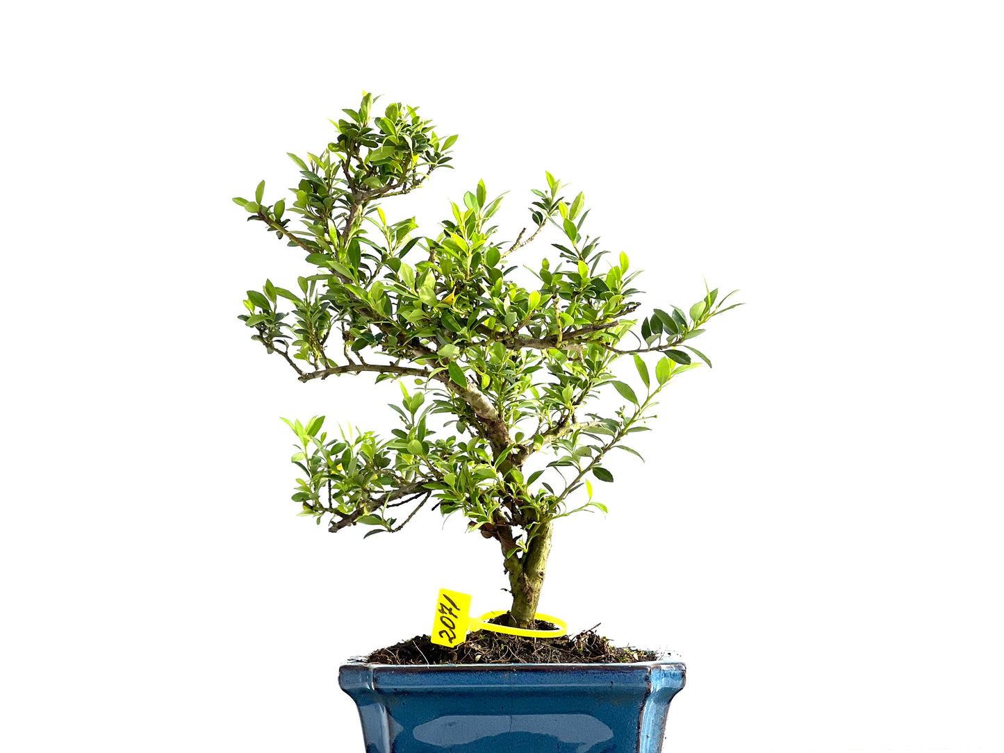 Ilex Microphylla 2071