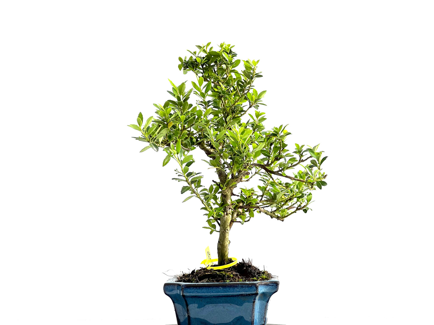 Ilex Microphylla 2071