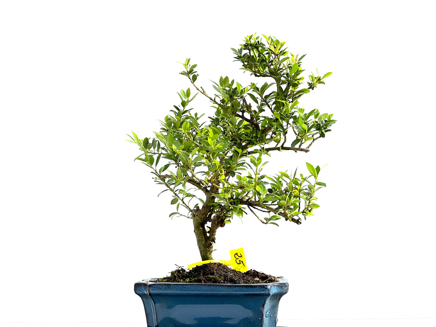 Ilex Microphylla 2071