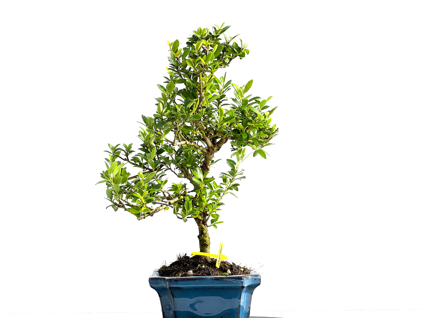 Ilex Microphylla 2071