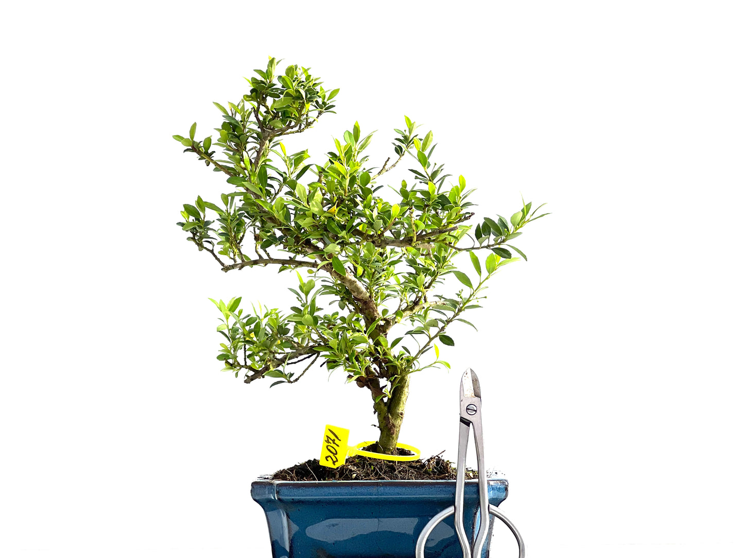 Ilex Microphylla 2071