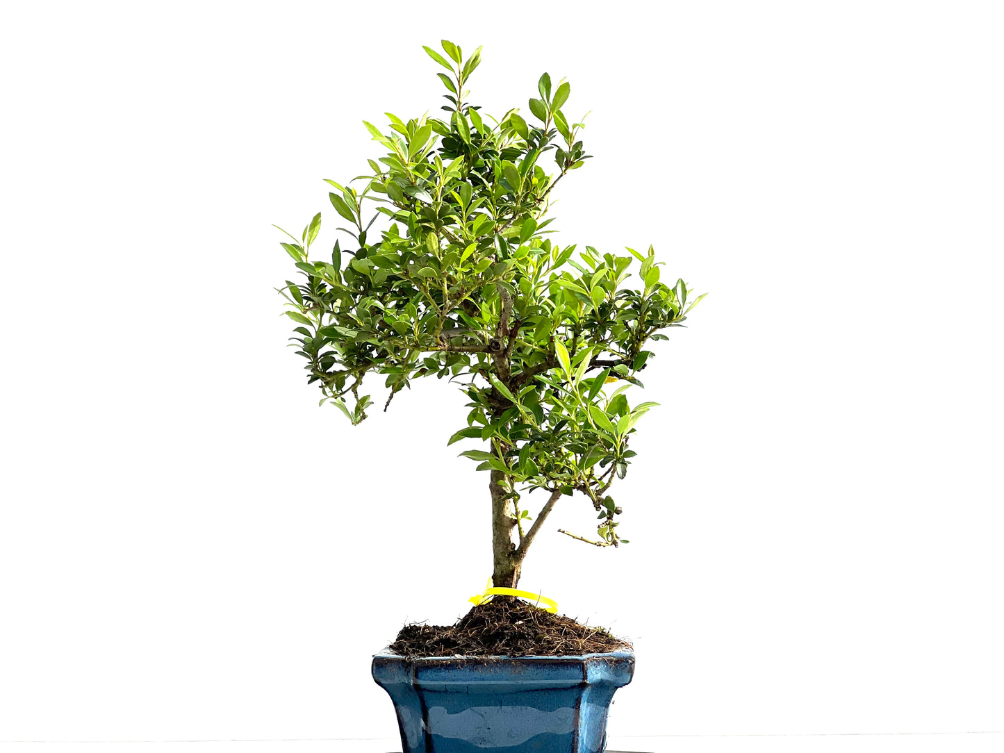 Ilex Microphylla 2072