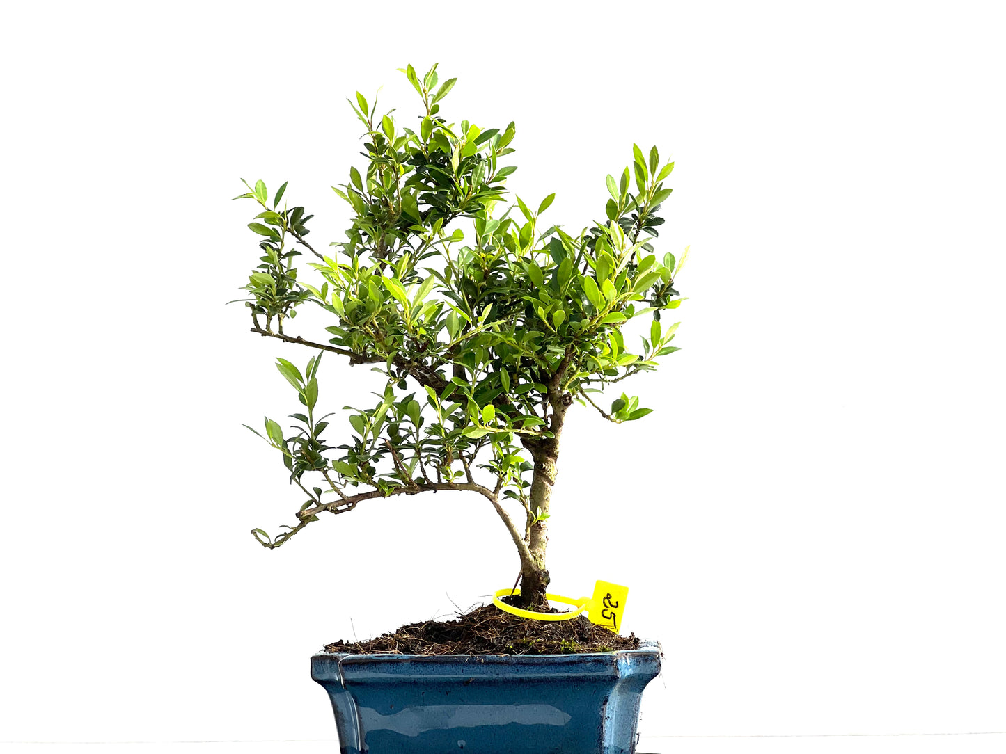 Ilex Microphylla 2072