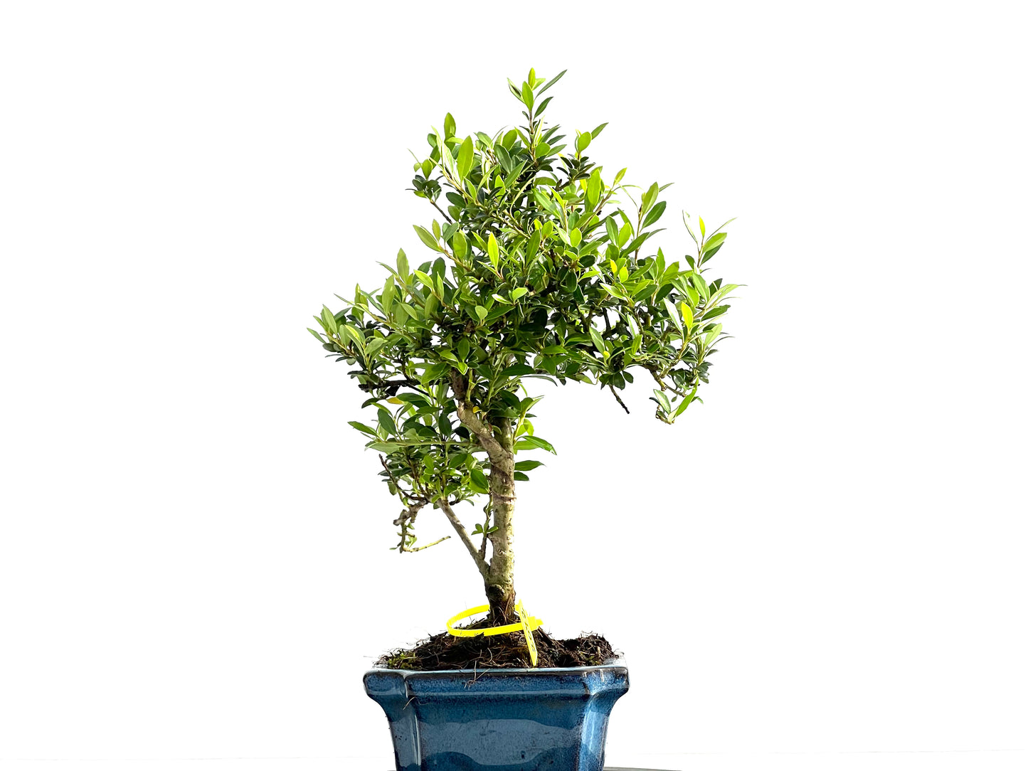 Ilex Microphylla 2072