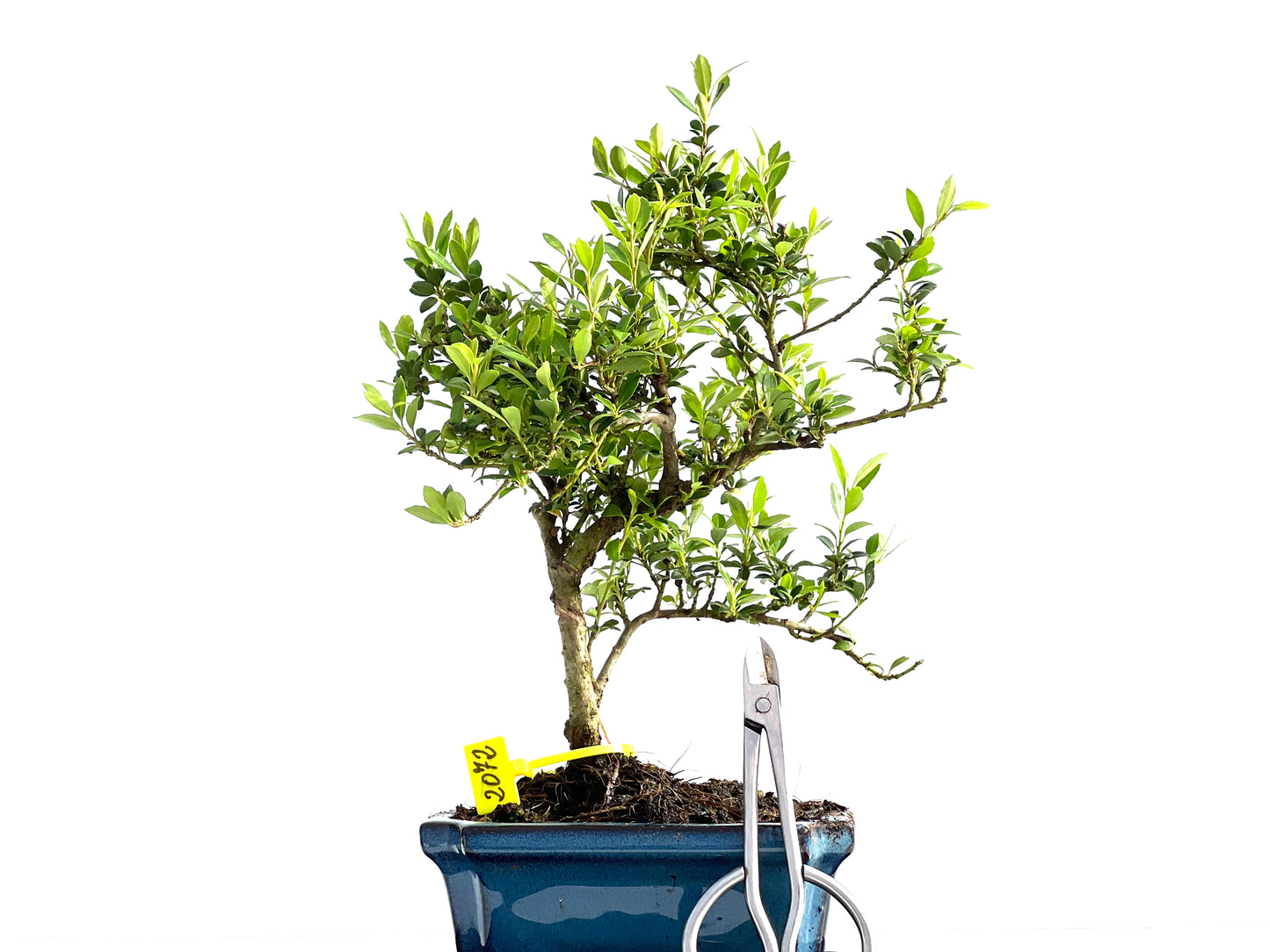 Ilex Microphylla 2072