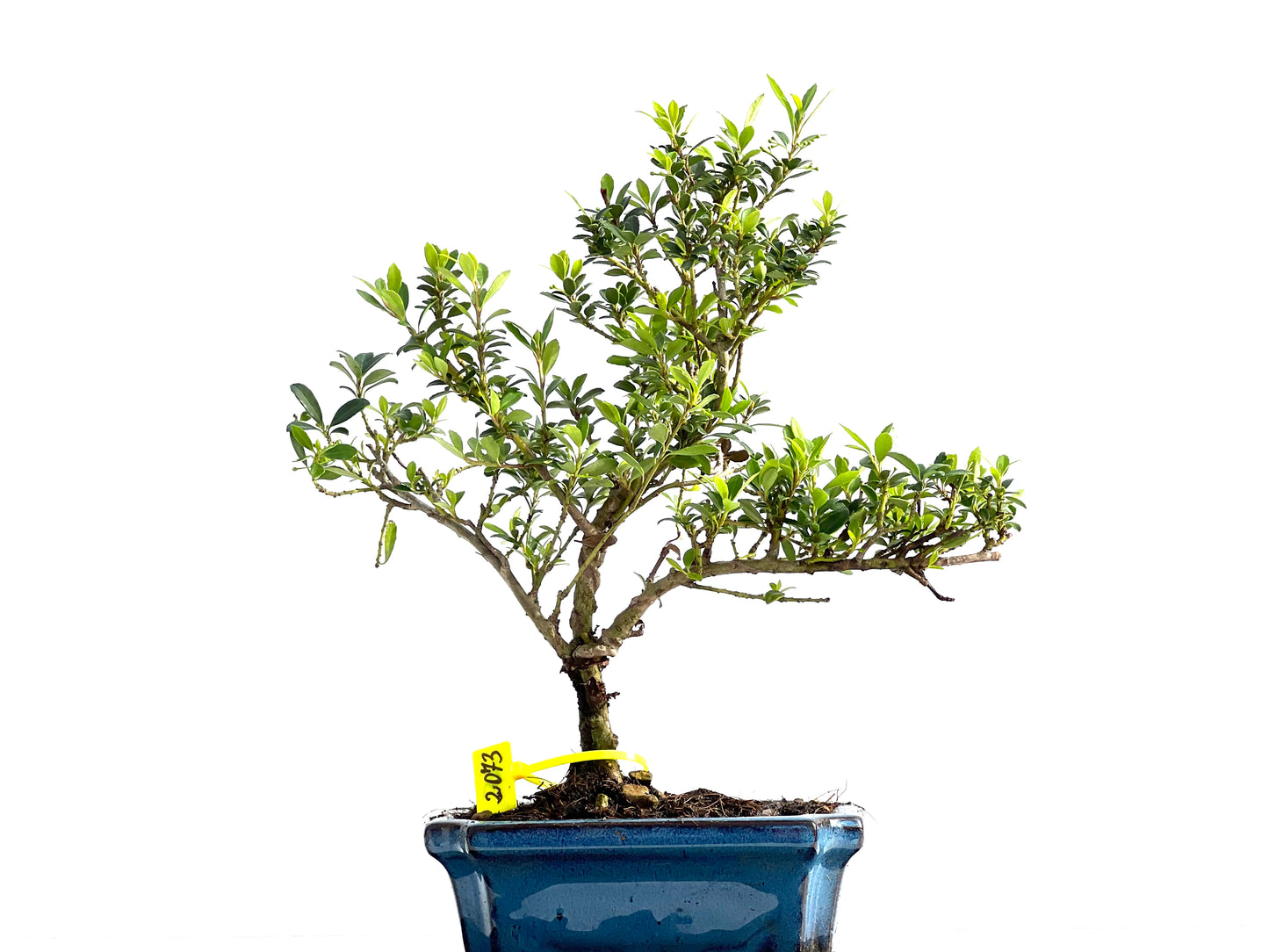 Ilex Microphylla 2073