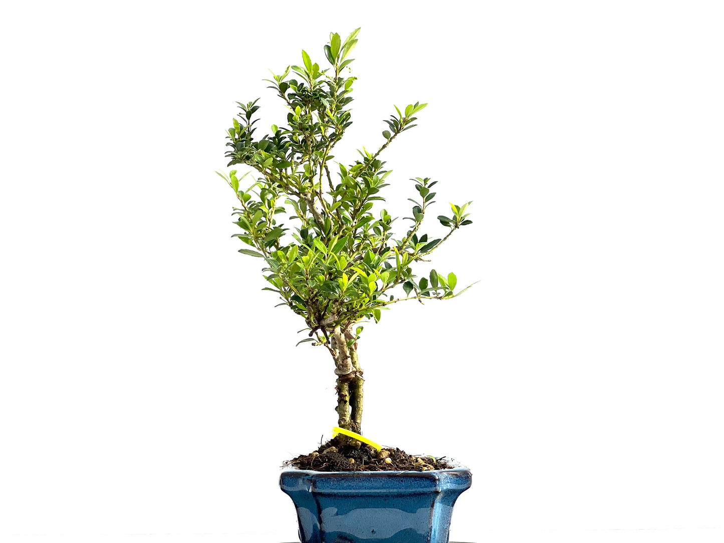 Ilex Microphylla 2073