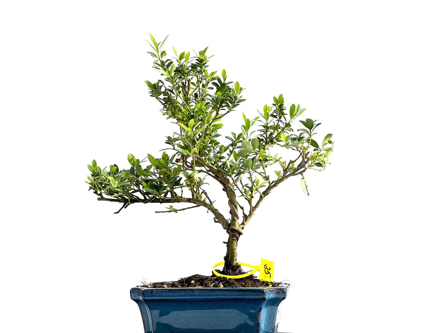 Ilex Microphylla 2073