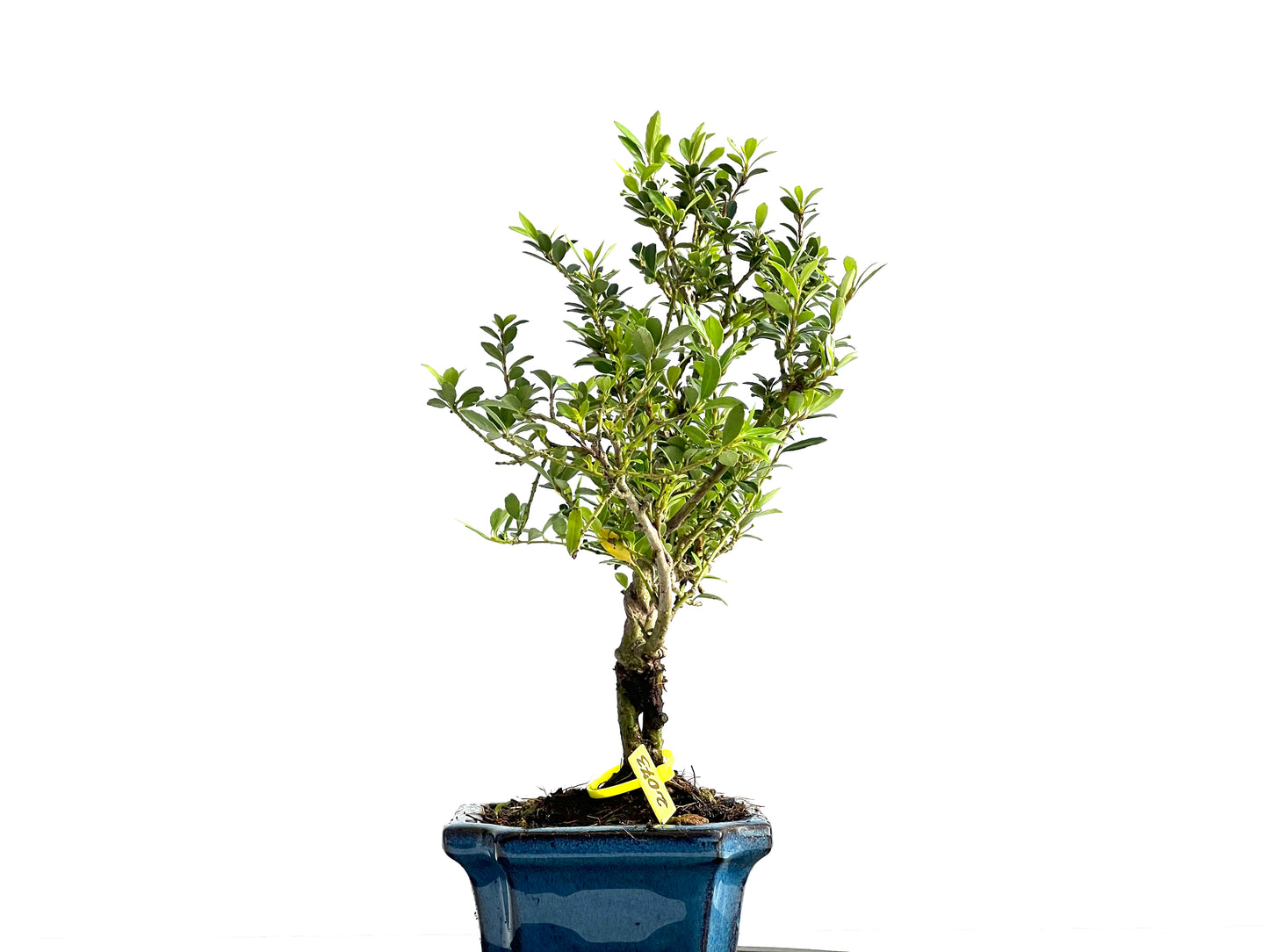 Ilex Microphylla 2073