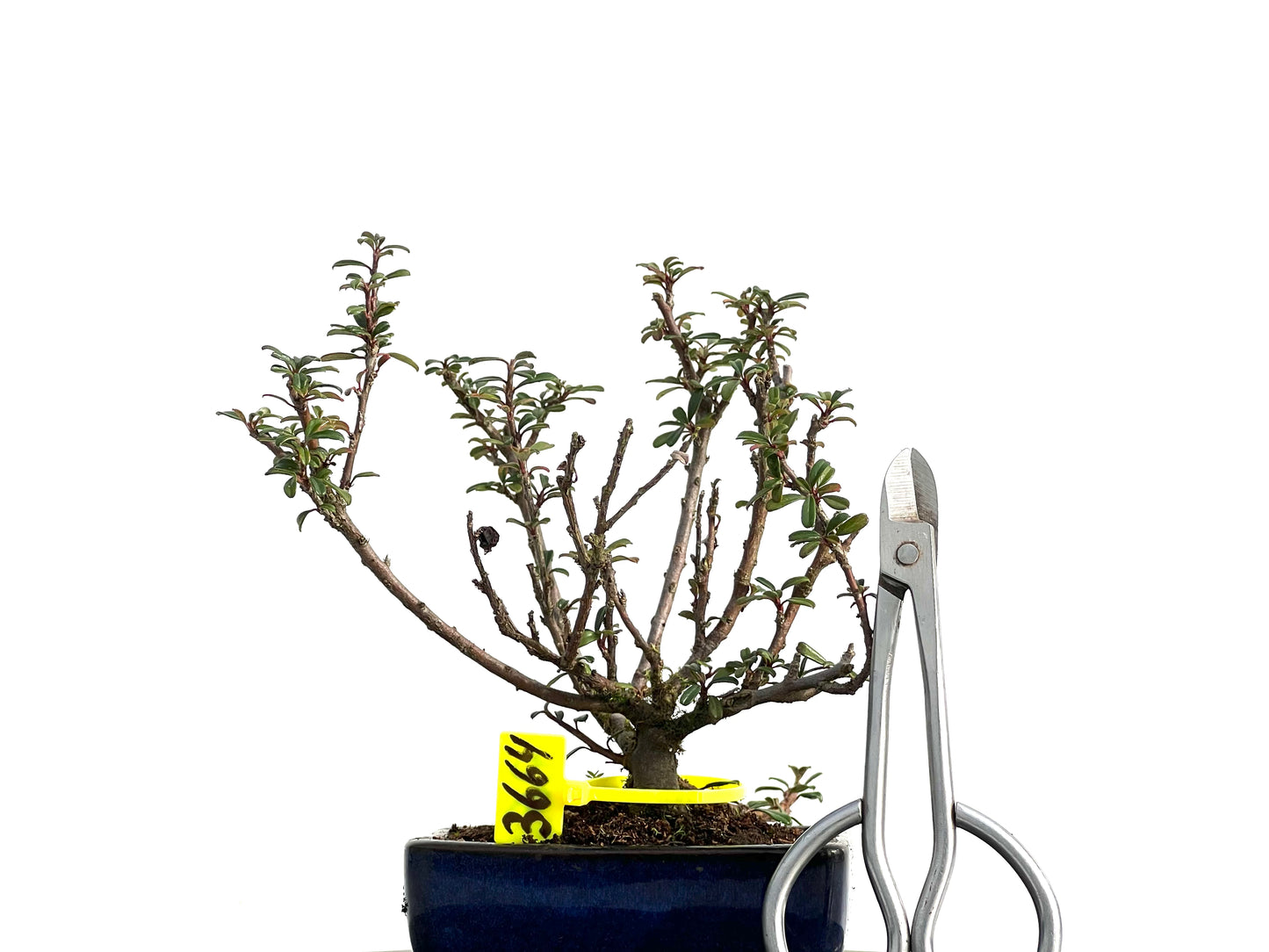 Cotoneaster Microphylla 3664