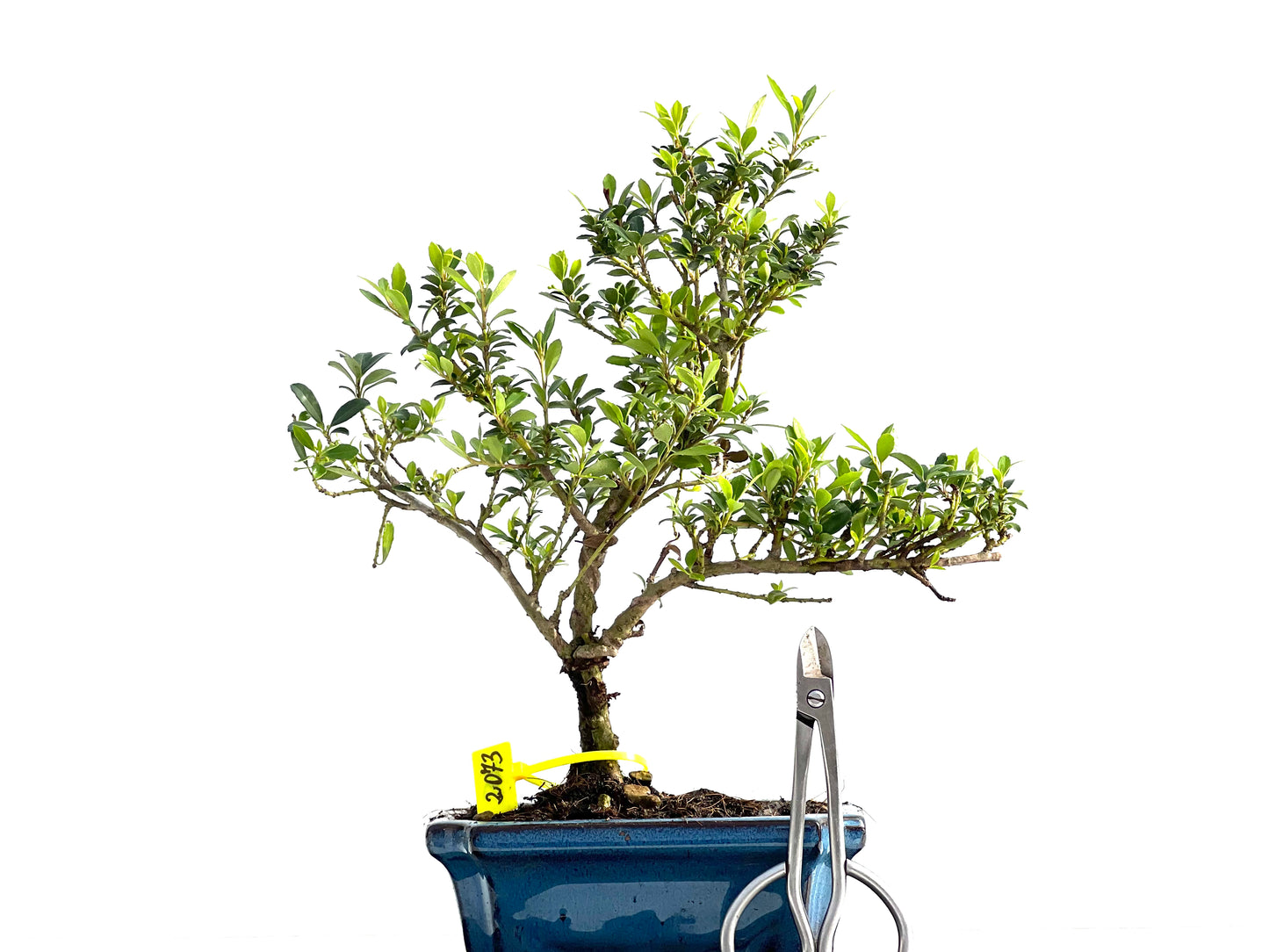 Ilex Microphylla 2073