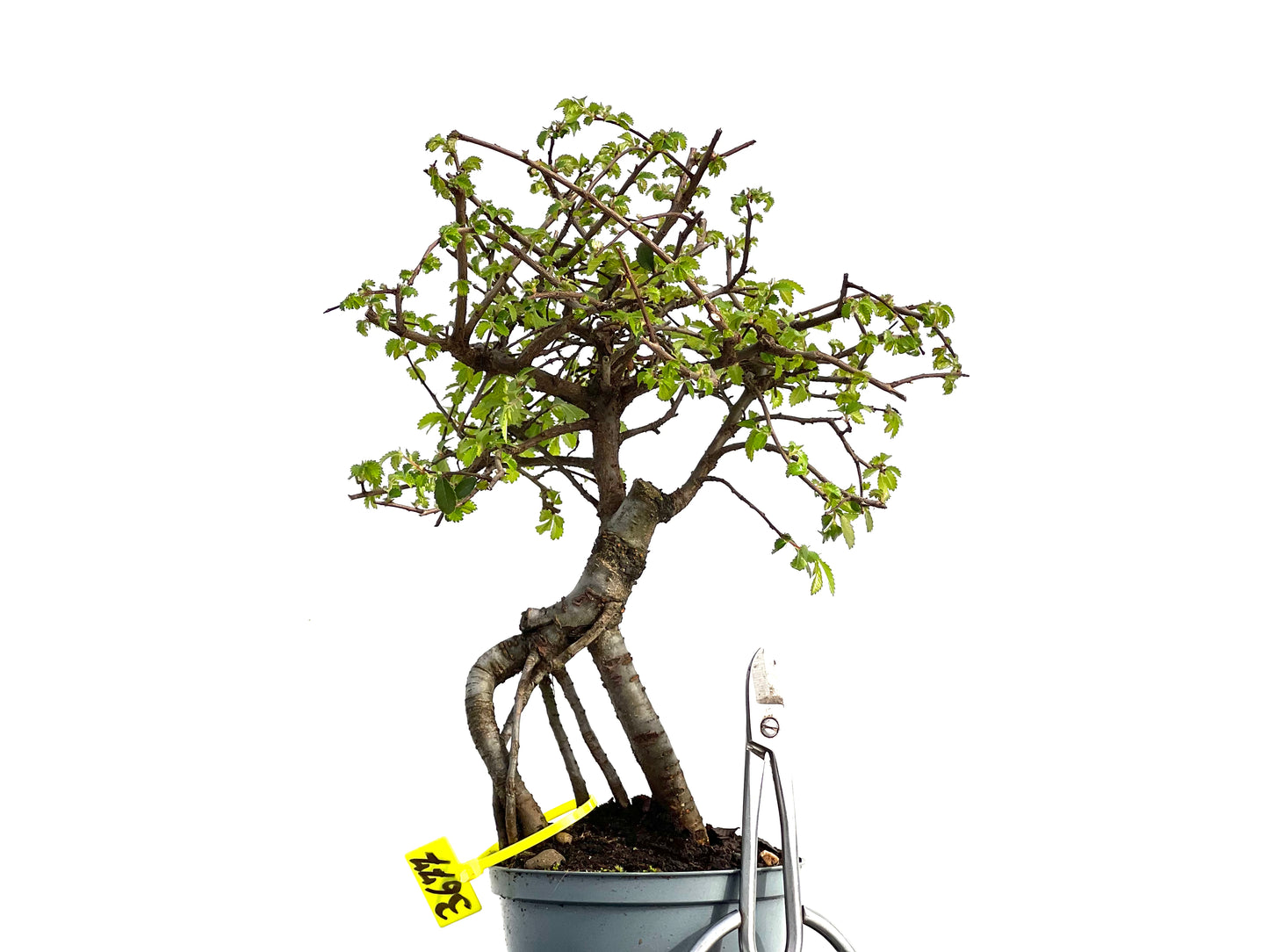 Ulmus Parvifolia 3677