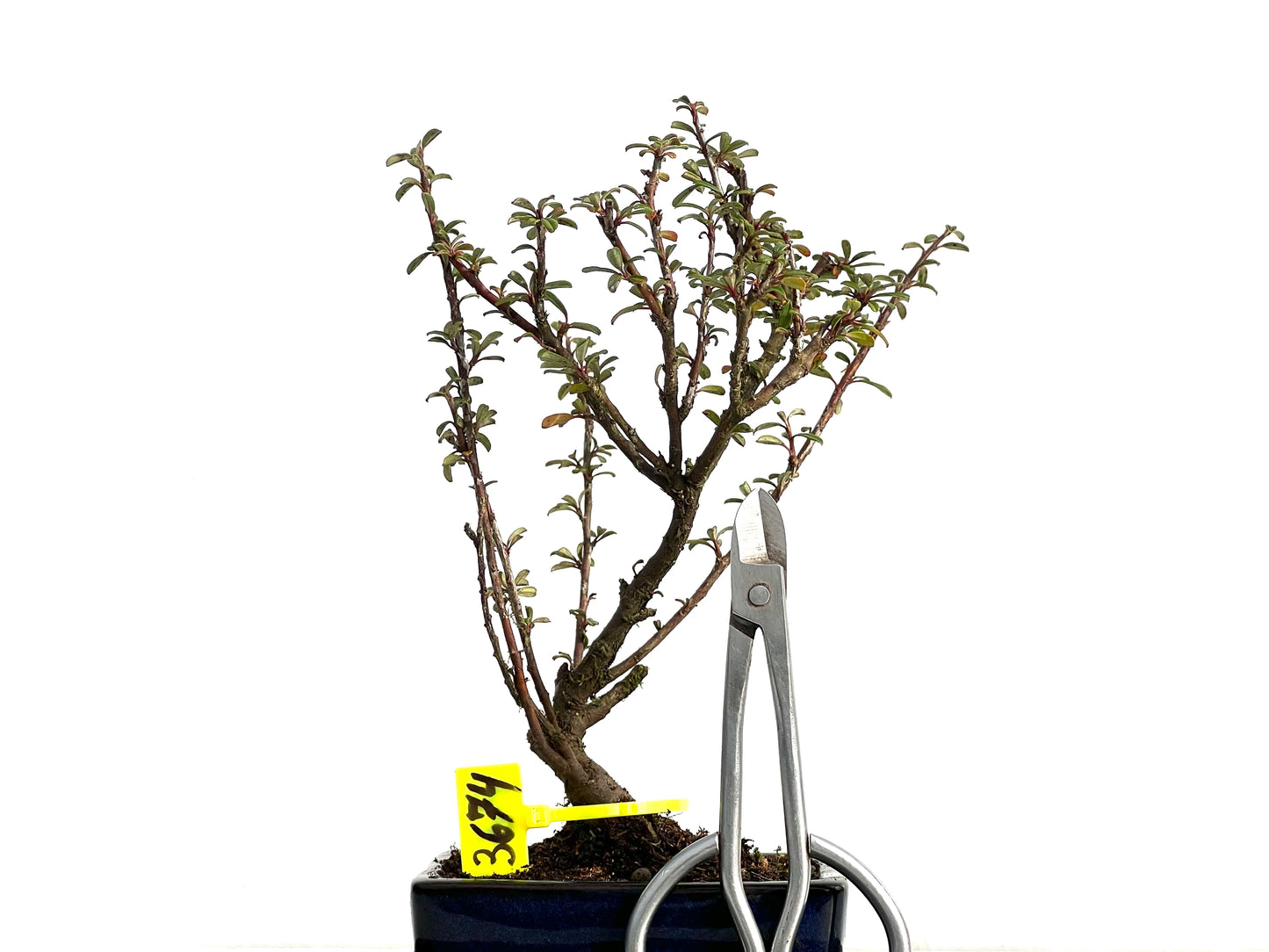 Cotoneaster Microphyllus 3674