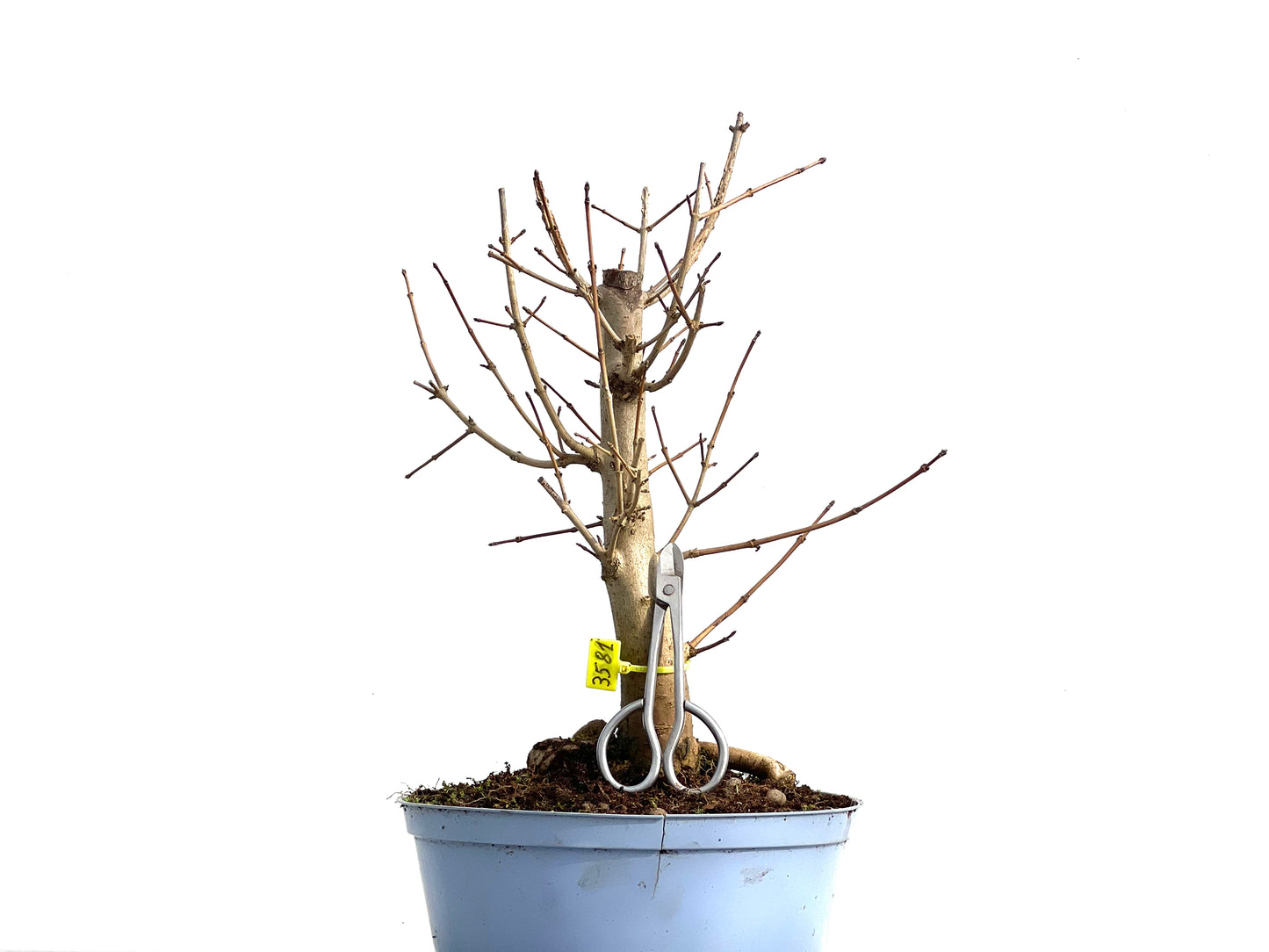 Acer Campestris 3581