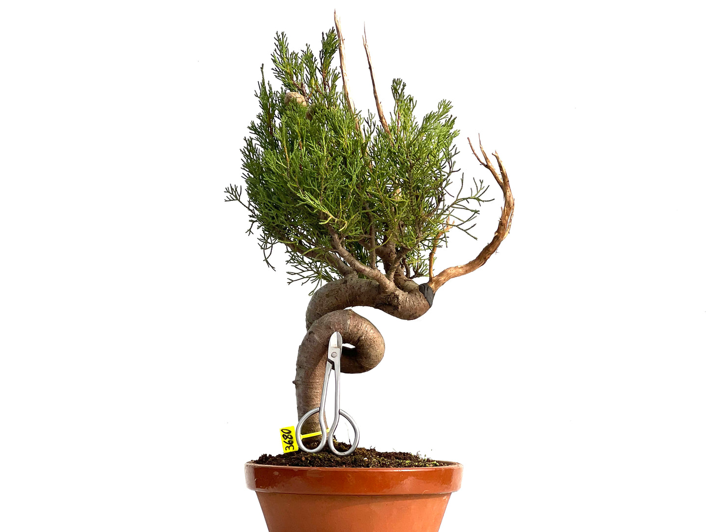 Cupressus Sempervivens 3680