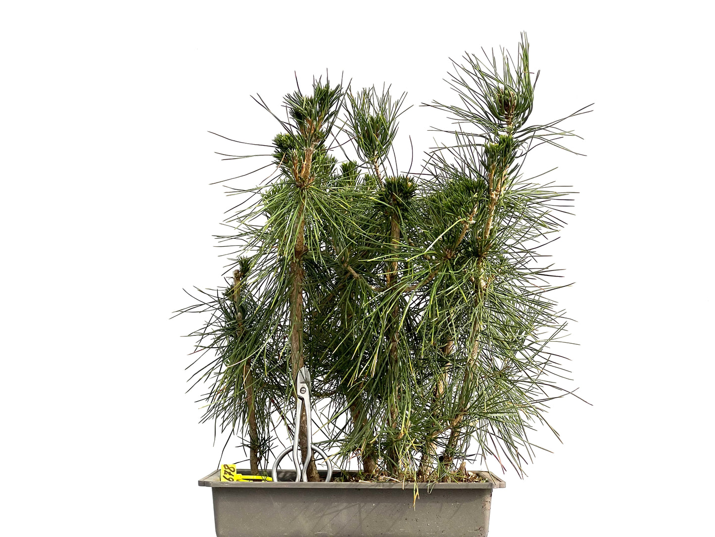 Bosque Pinus Thunbergii 3678