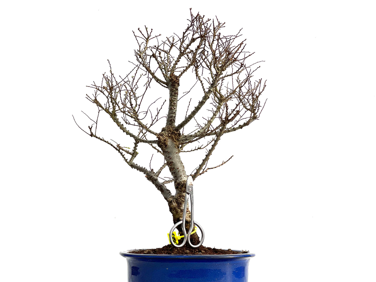 Ulmus Hokkaido 3683