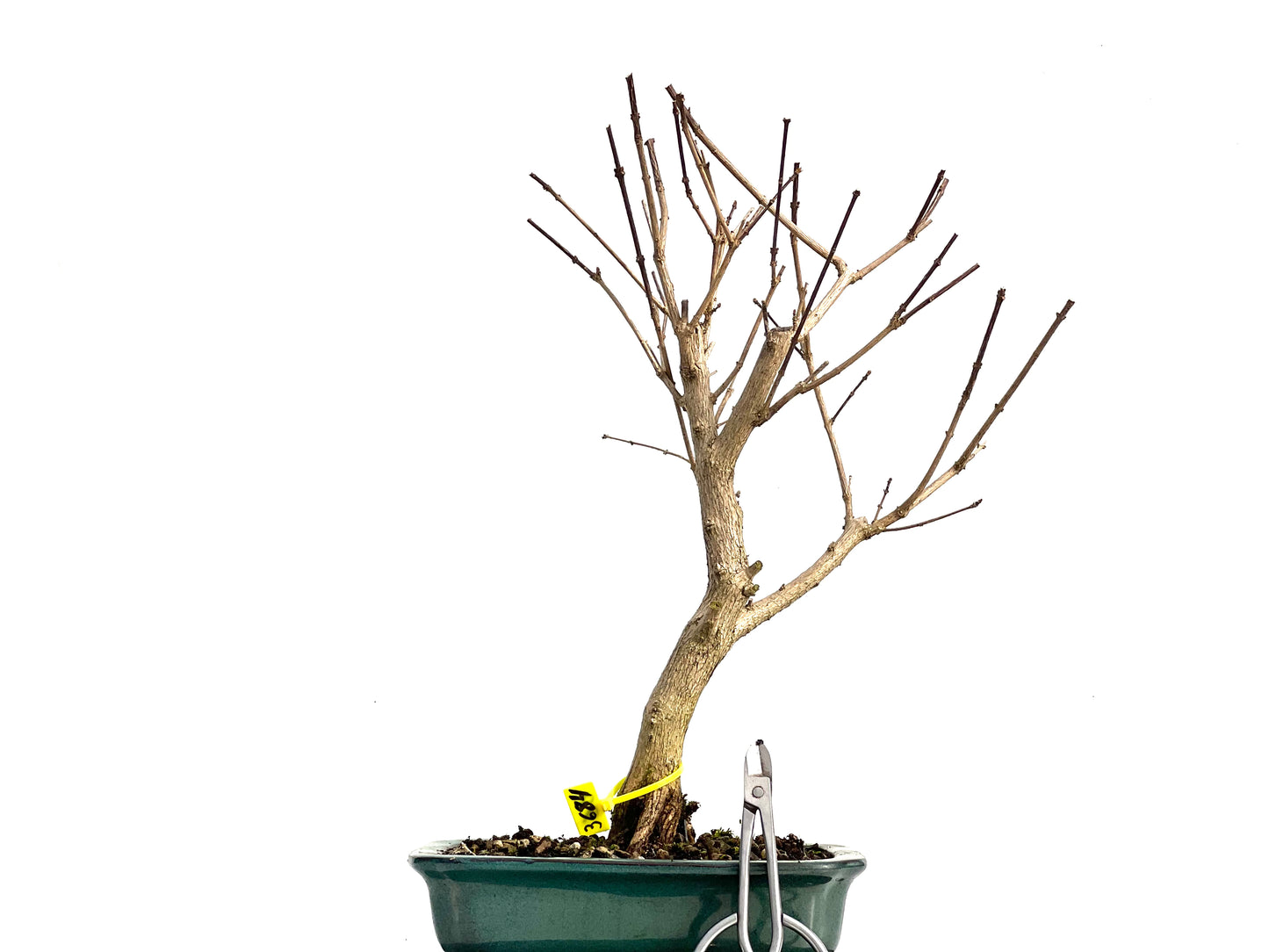 Premna Japonica 3684