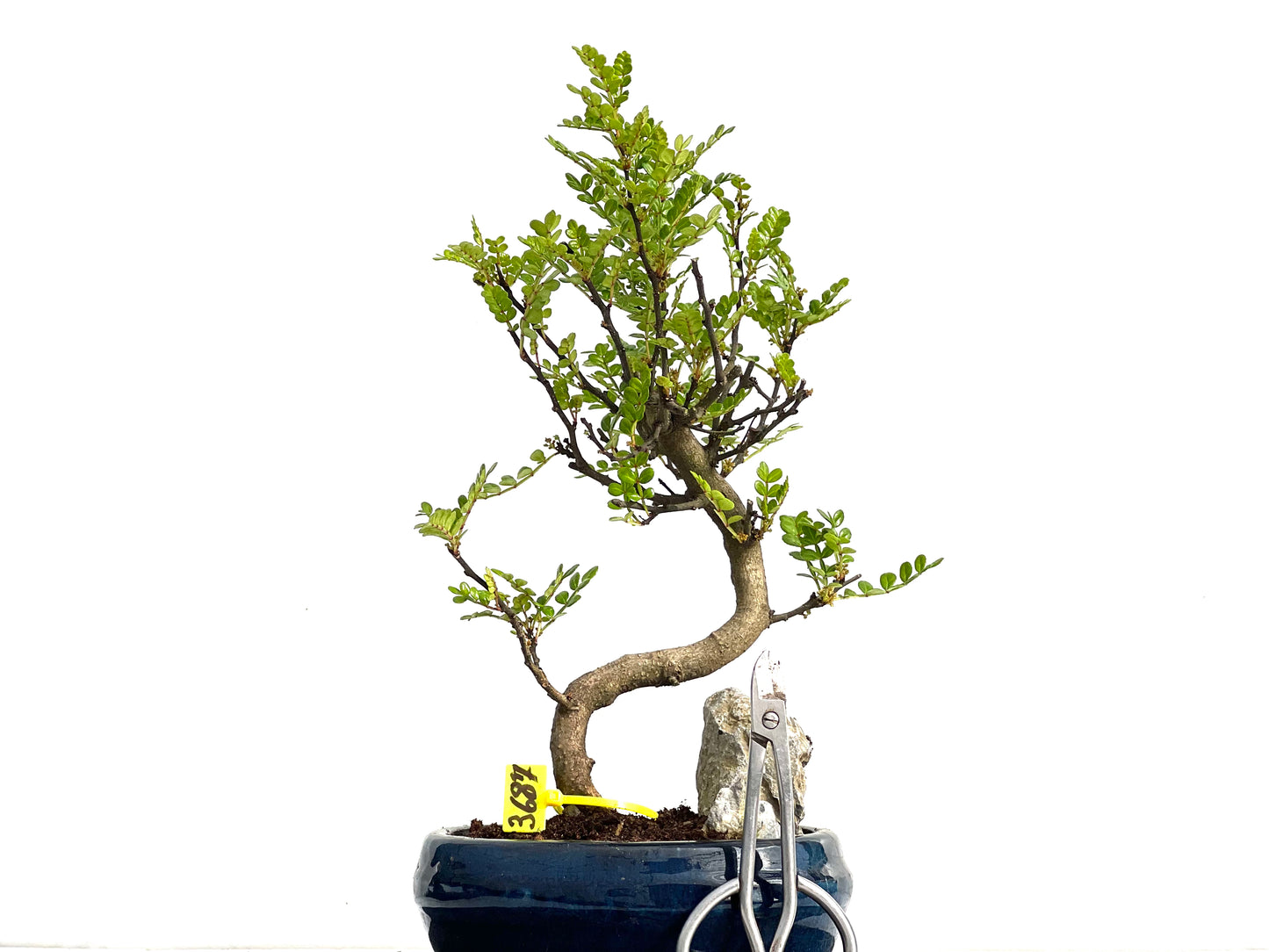 Zanthoxylum Piperitum 3687