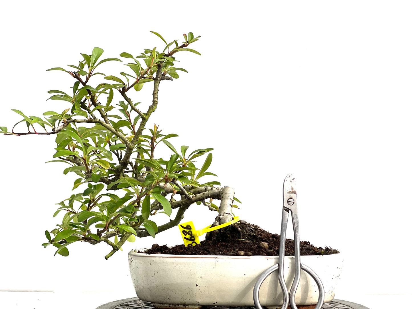 Pyracantha 3686