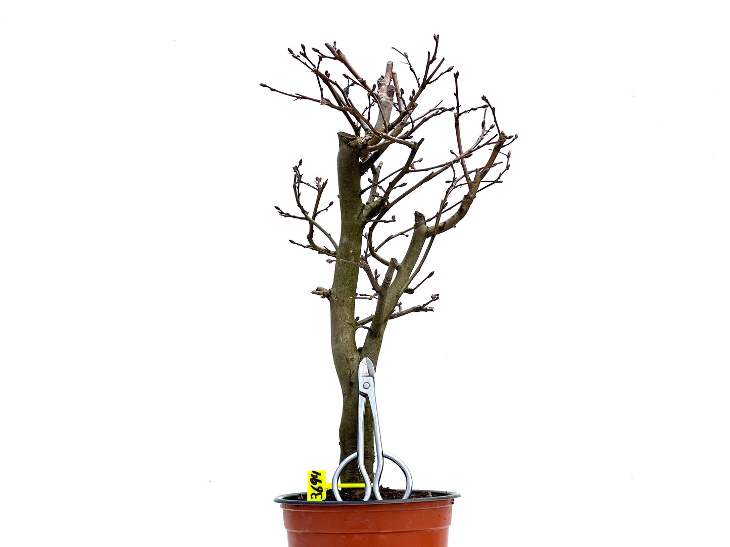 Carpinus Betulus 3694