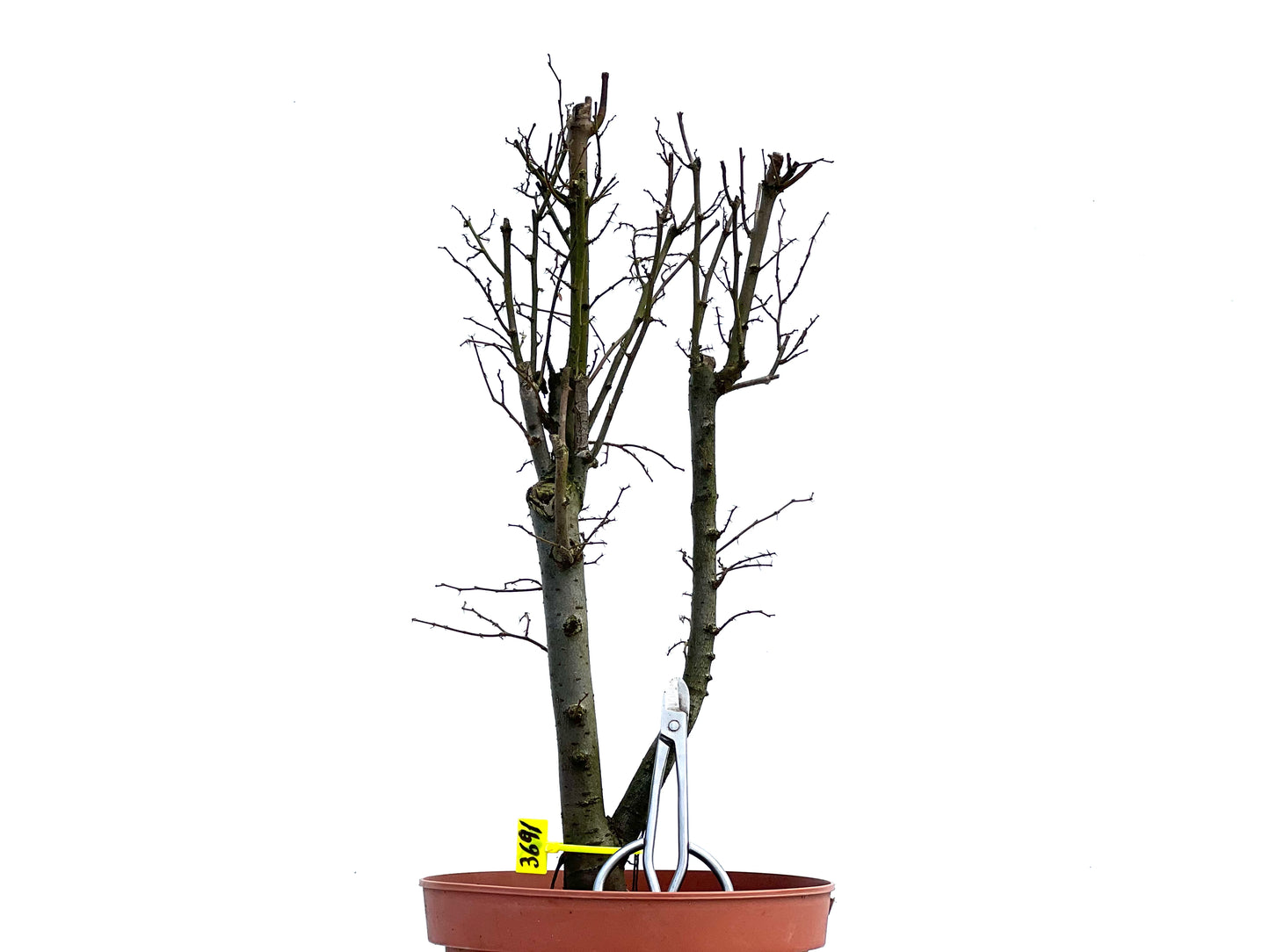 Zelkova Serrata 3691