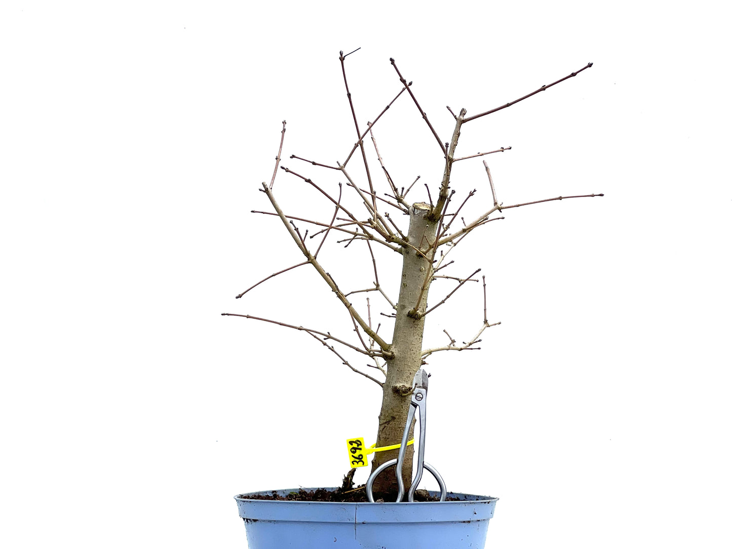 Acer Campestris 3692