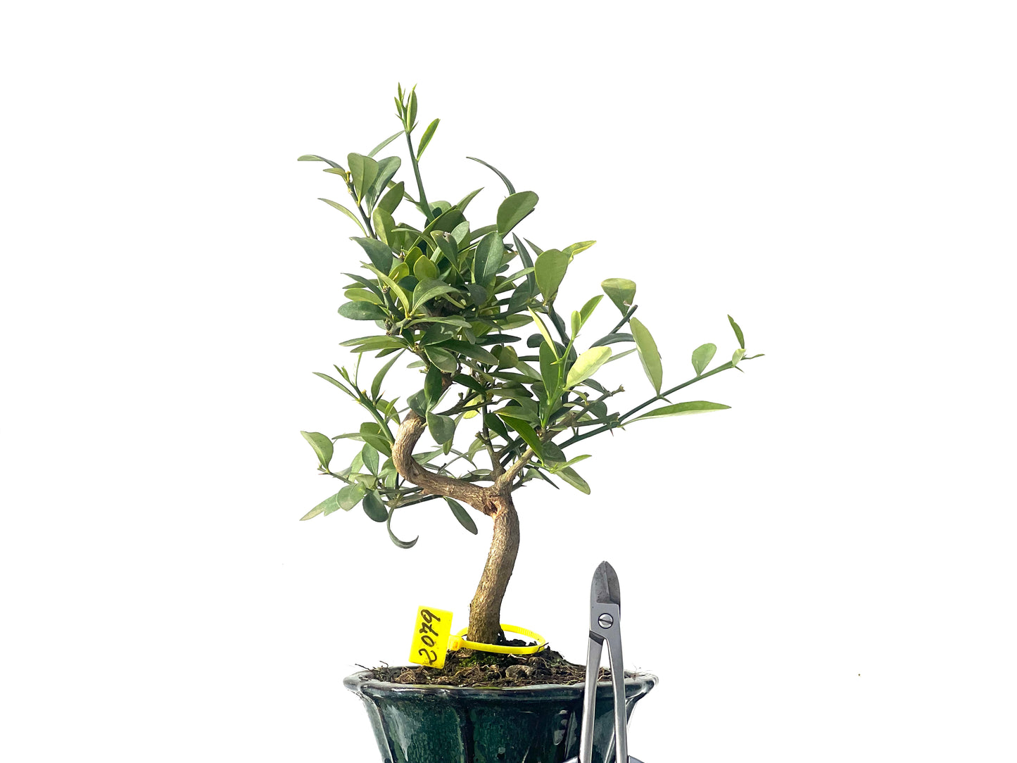 Citrus Kinzu 2079
