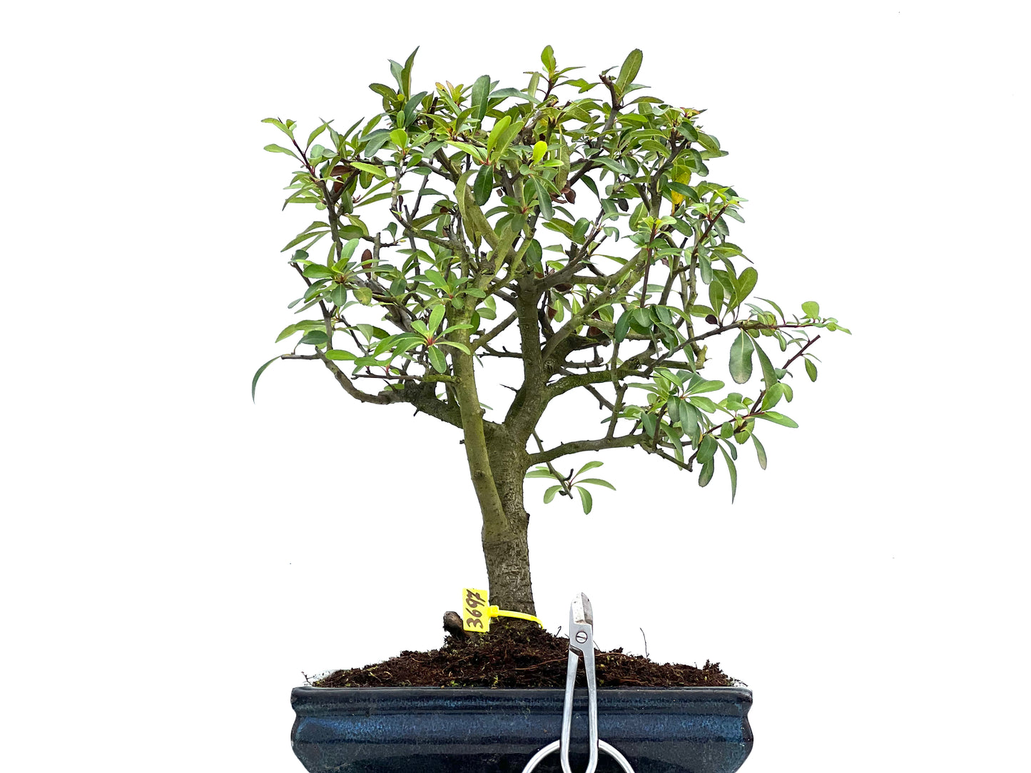 Pyracantha 3697