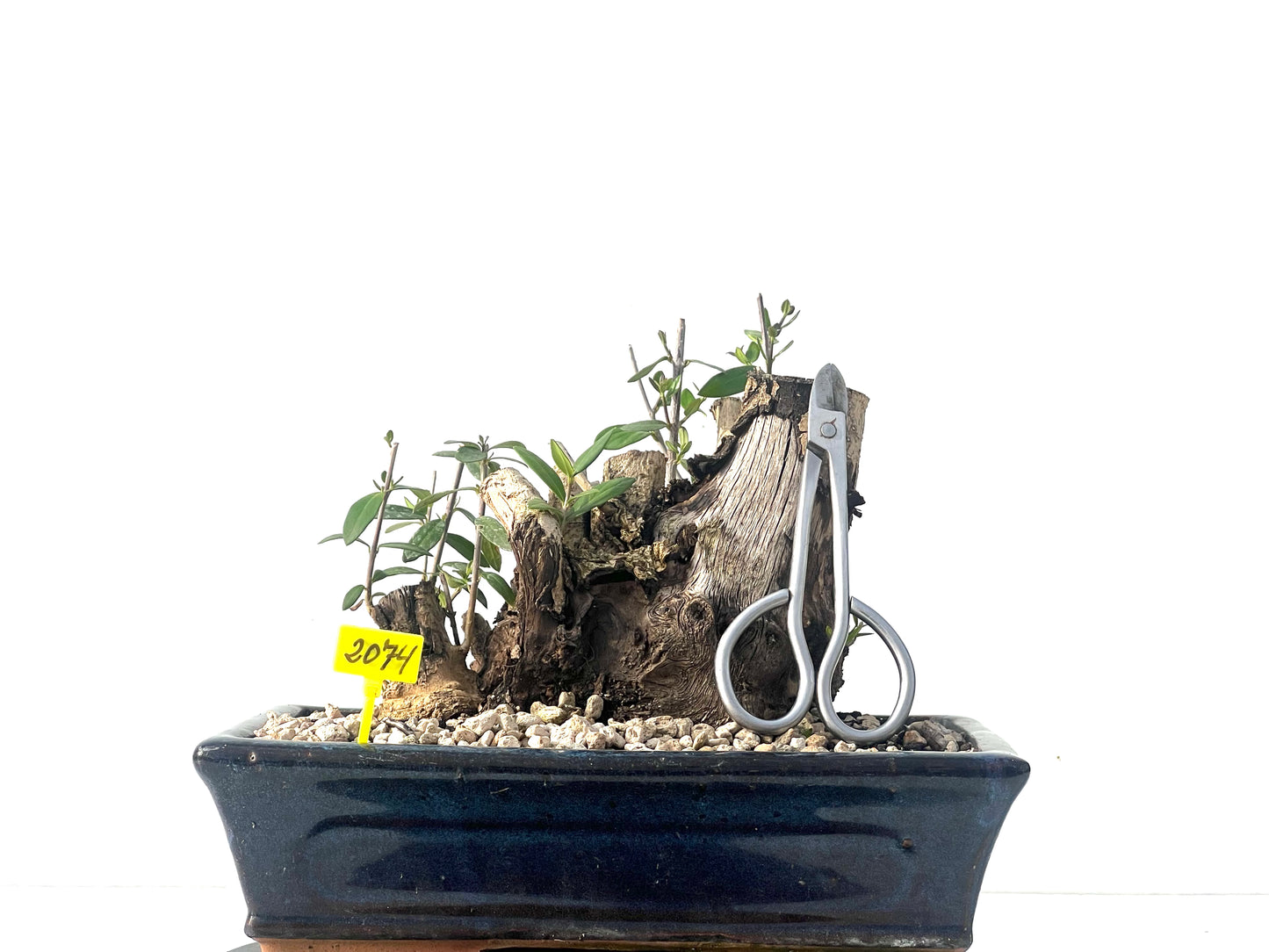 Olea Europaea Sylvestris 2074