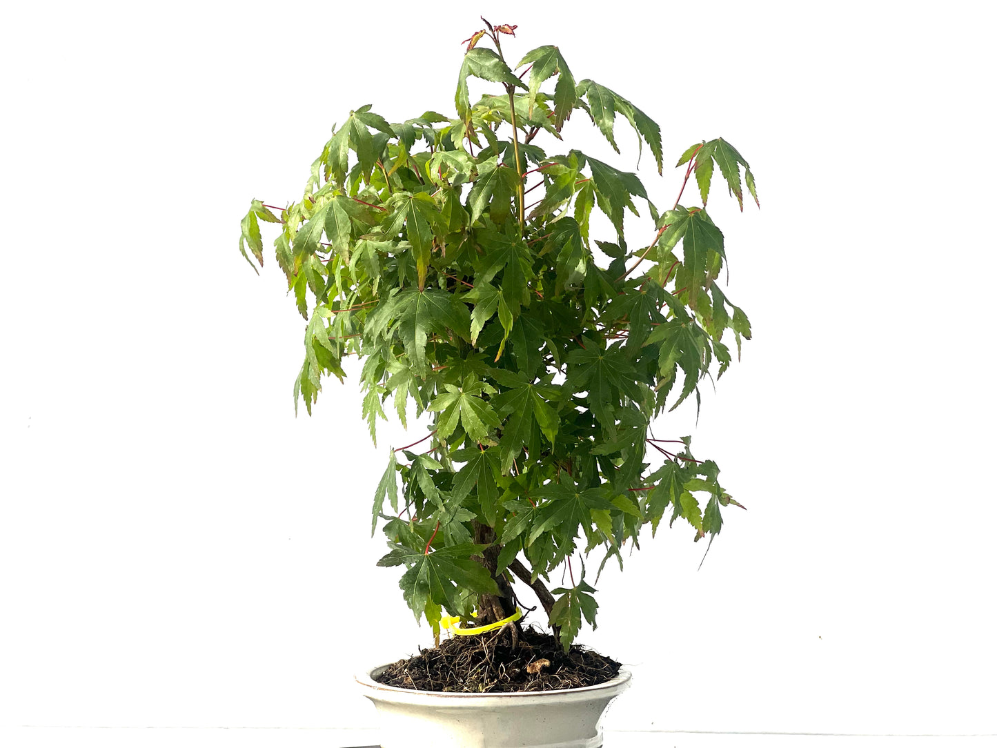 Arce Palmatum 2112