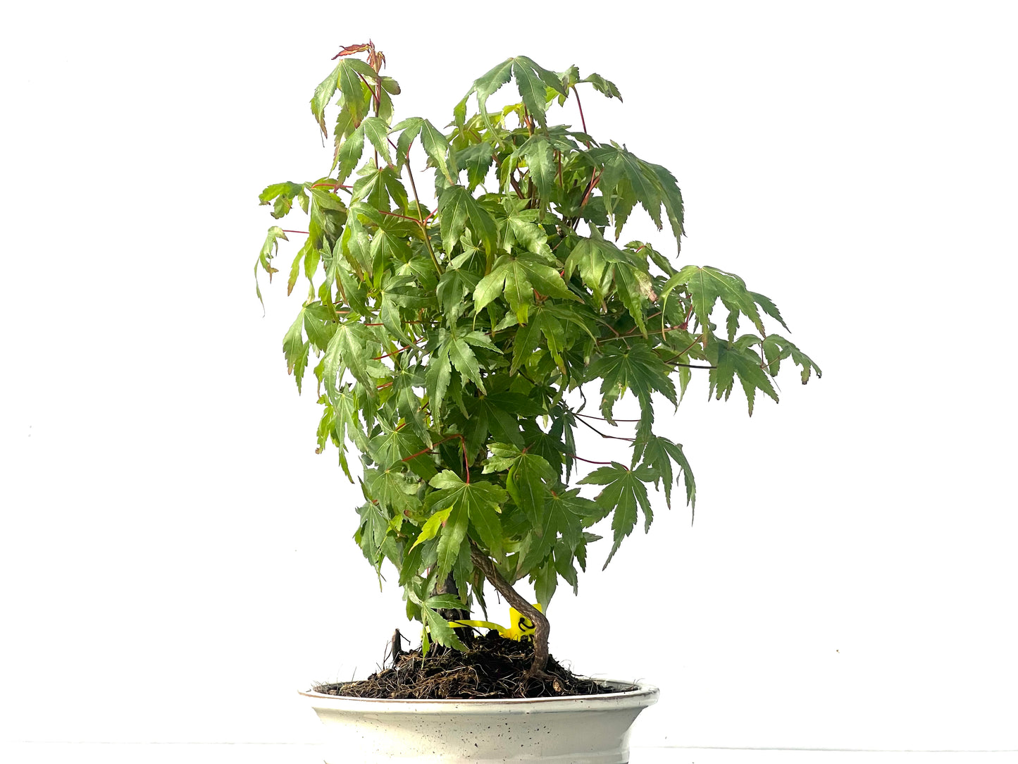 Arce Palmatum 2112