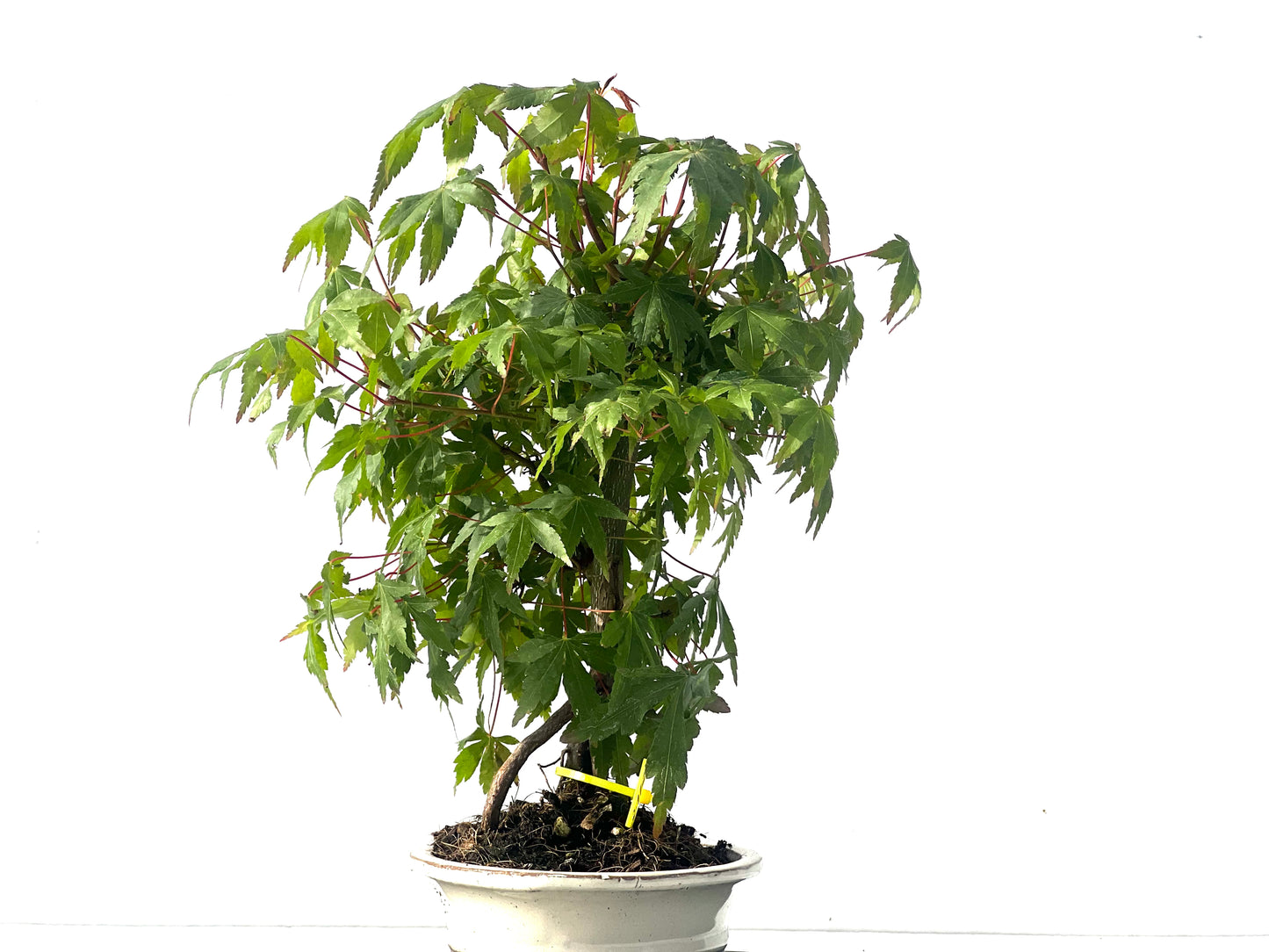 Arce Palmatum 2112