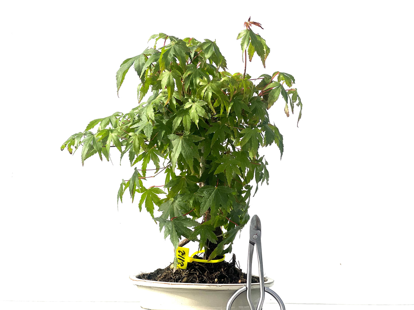 Arce Palmatum 2112