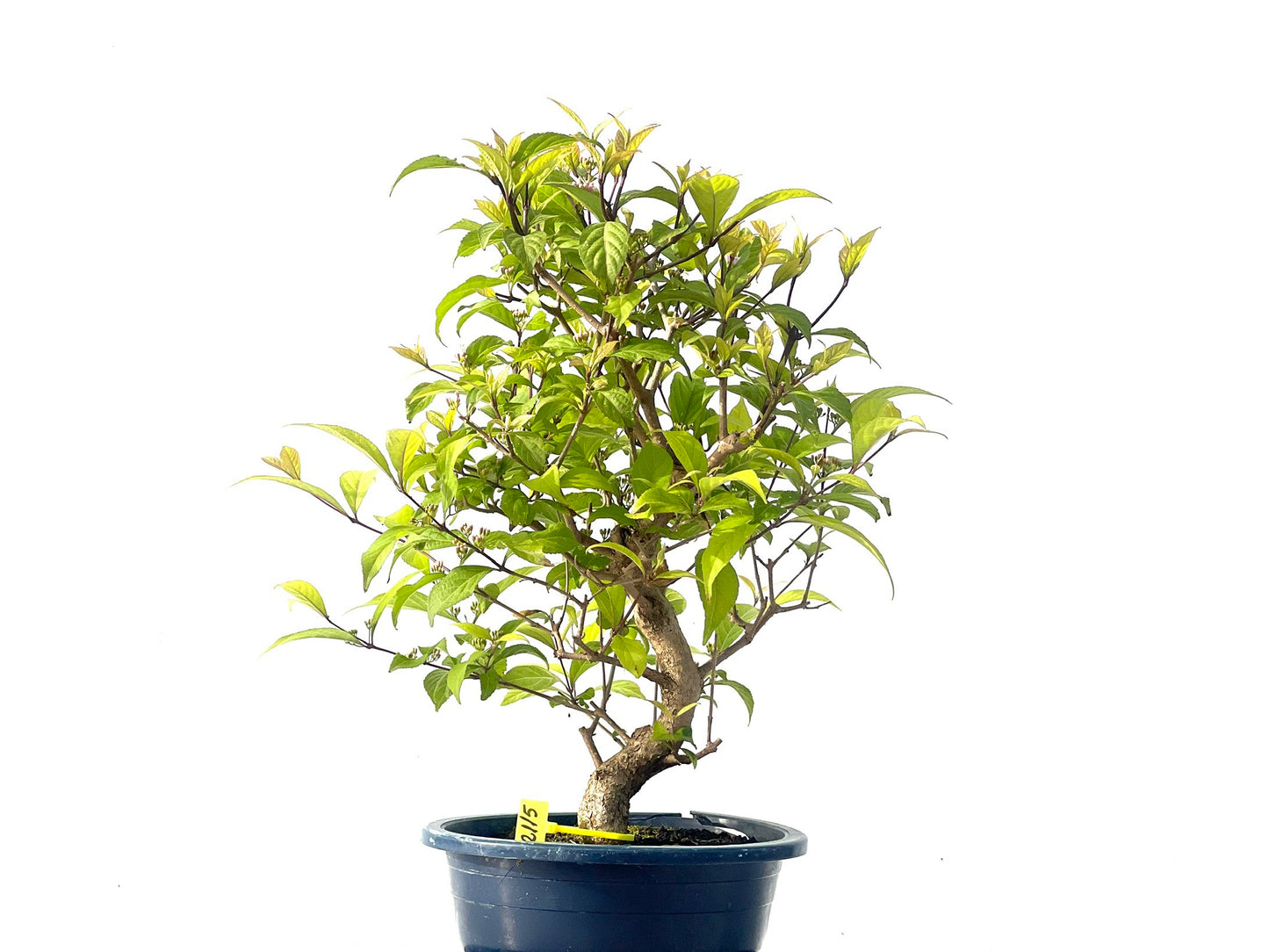 Callicarpa Japonica 2115