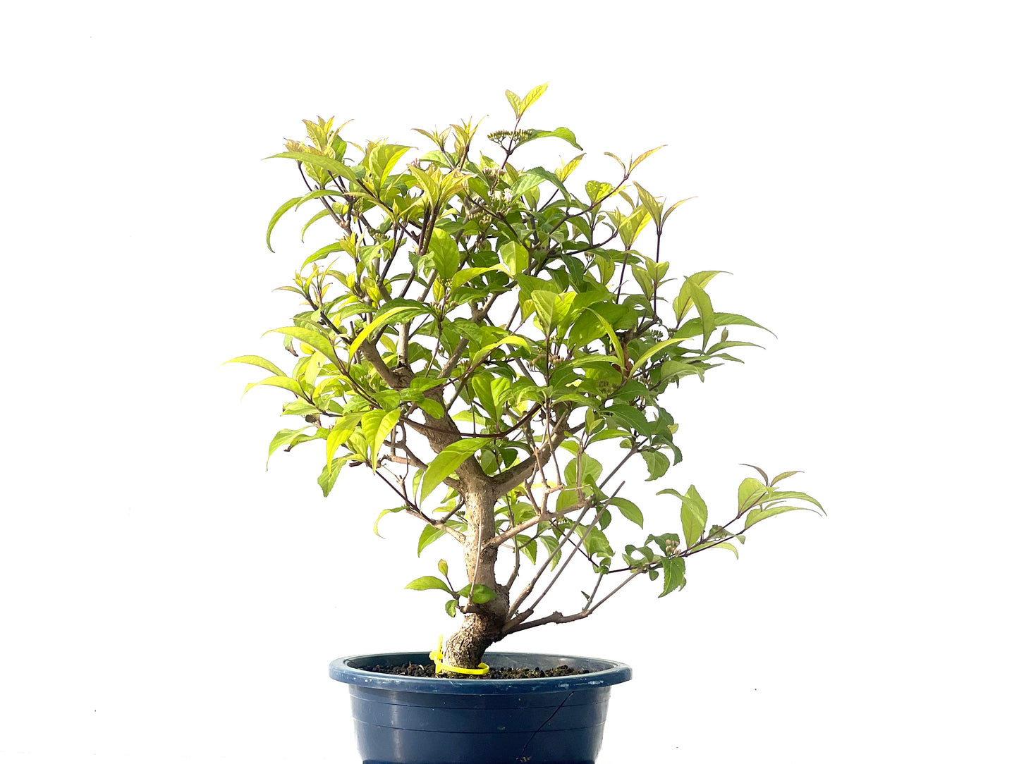 Callicarpa Japonica 2115