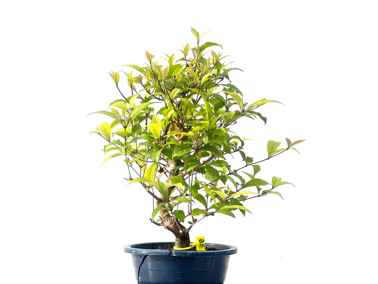 Callicarpa Japonica 2115