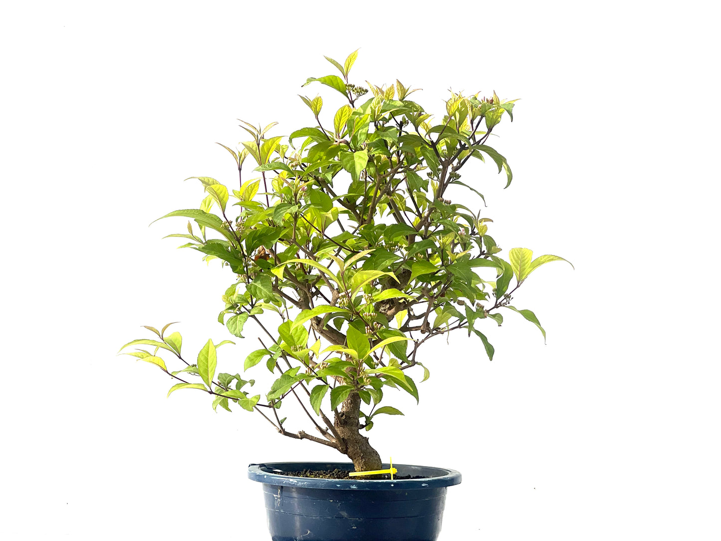 Callicarpa Japonica 2115