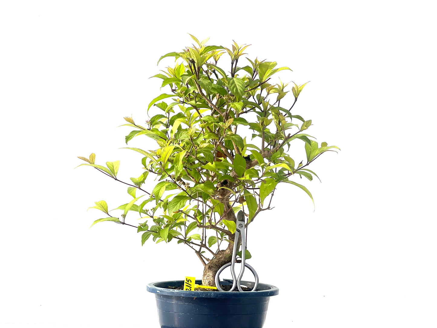 Callicarpa Japonica 2115