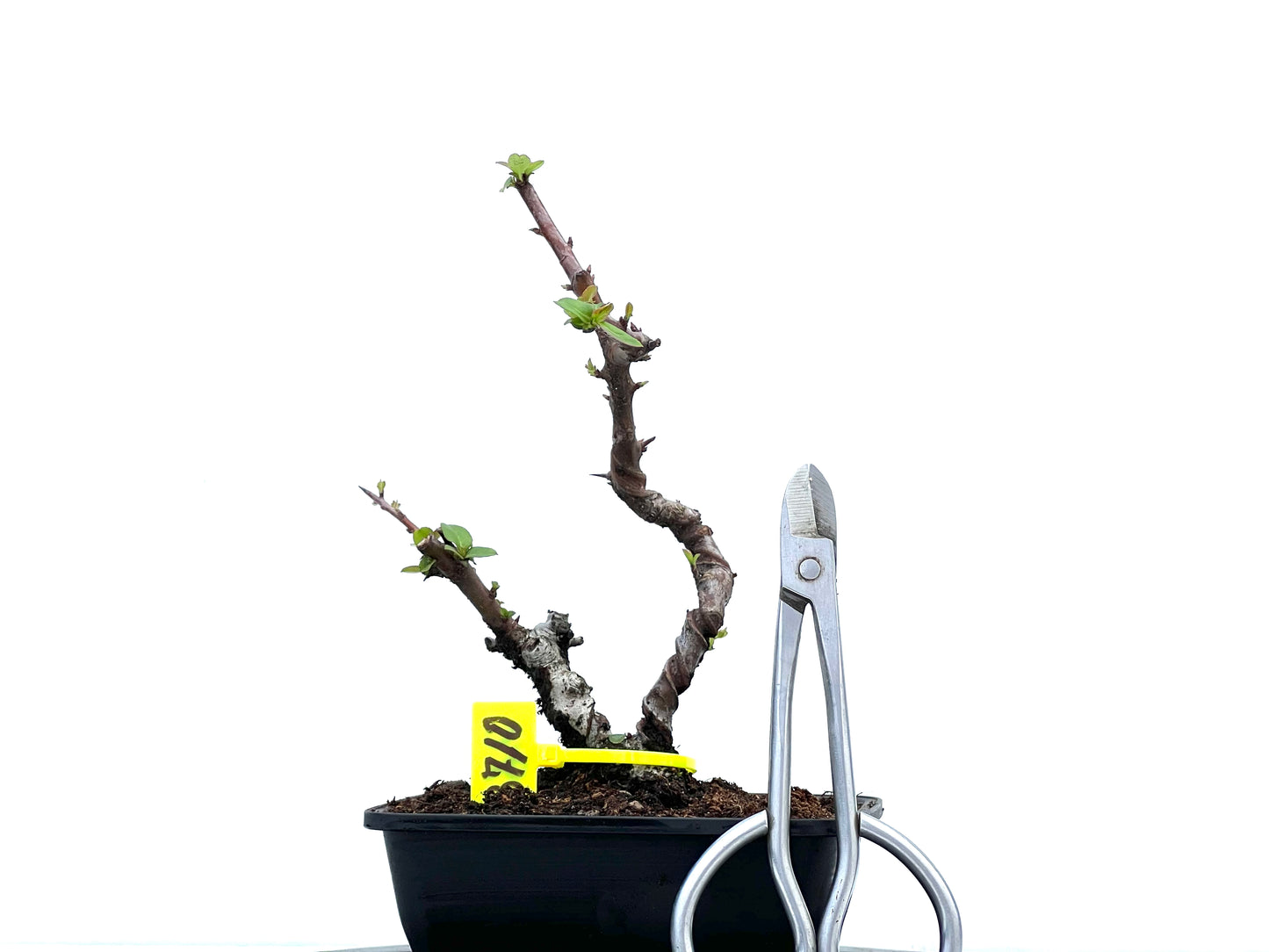 Pyracantha 3710