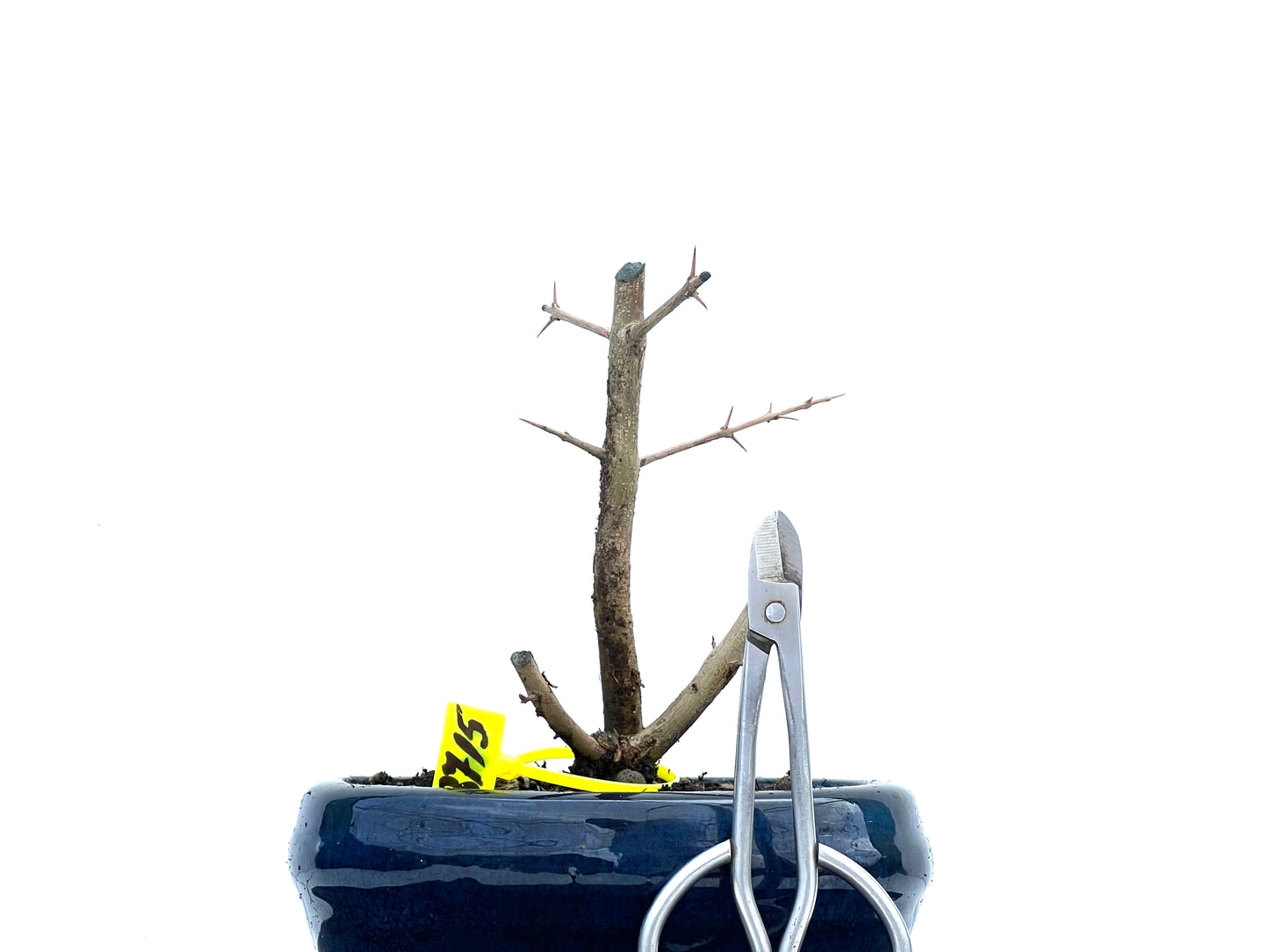 Punica Granatum Nejikan 3715