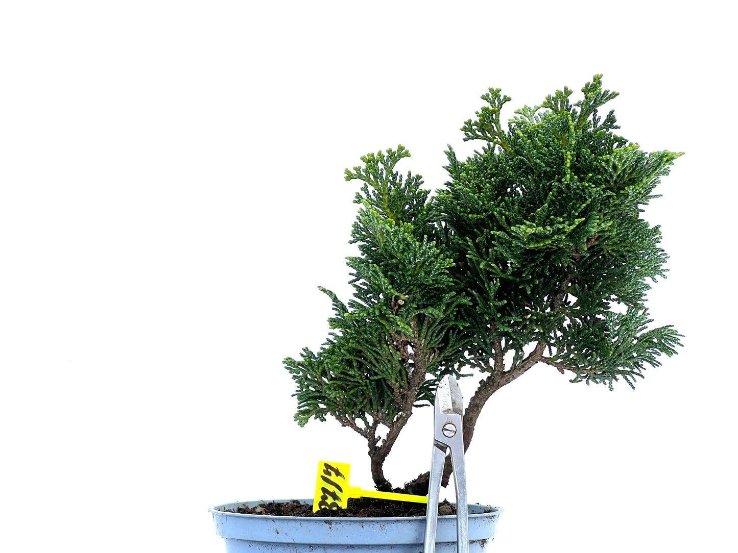 Chamaecyparis Obtusa Nana 3717
