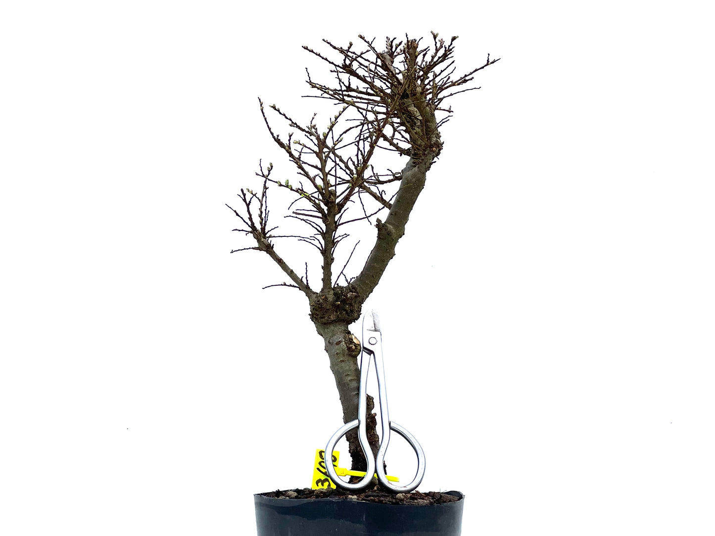 Ulmus Hokkaido 3698