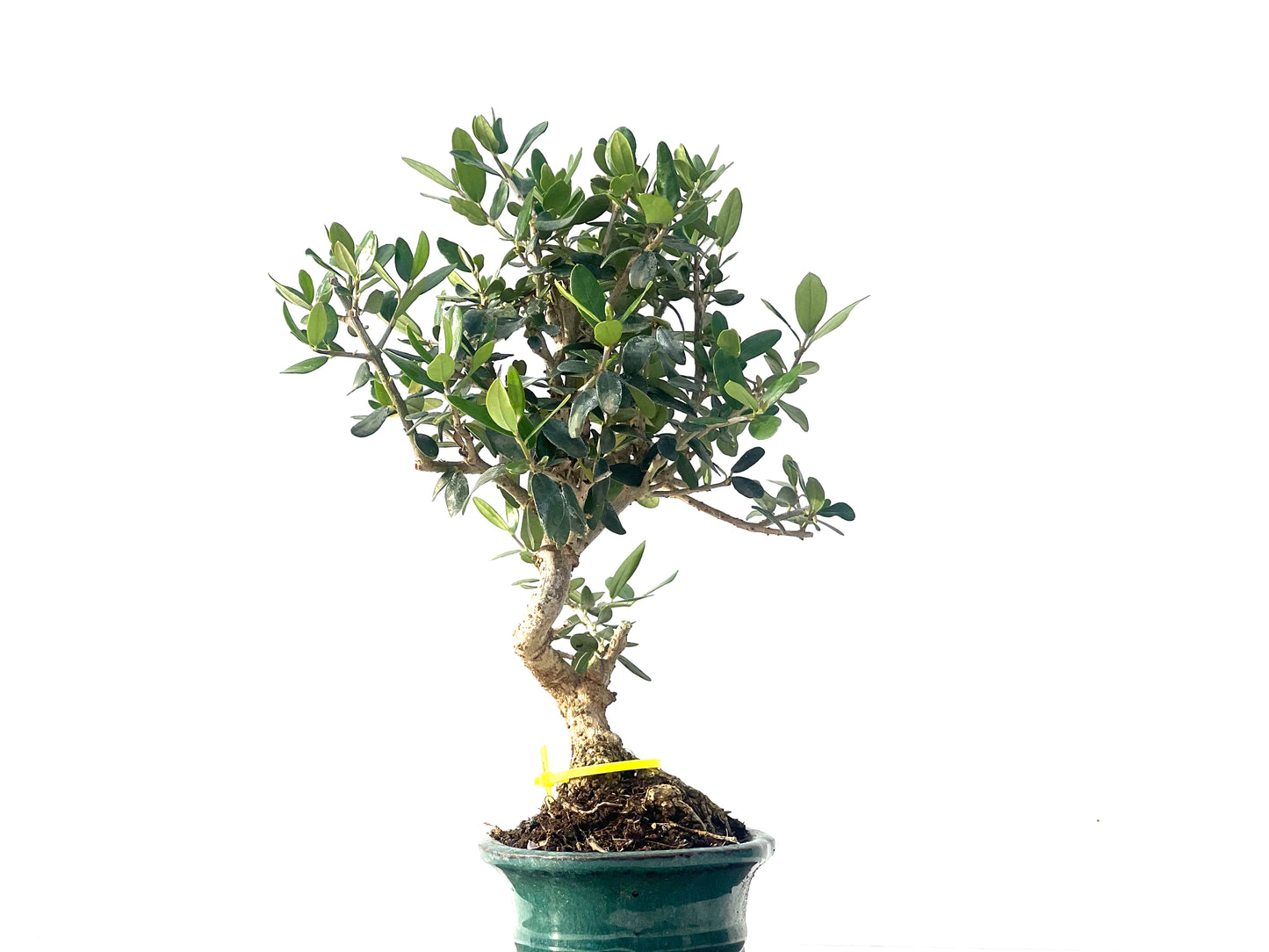Olea Europaea Sylvestris 2078